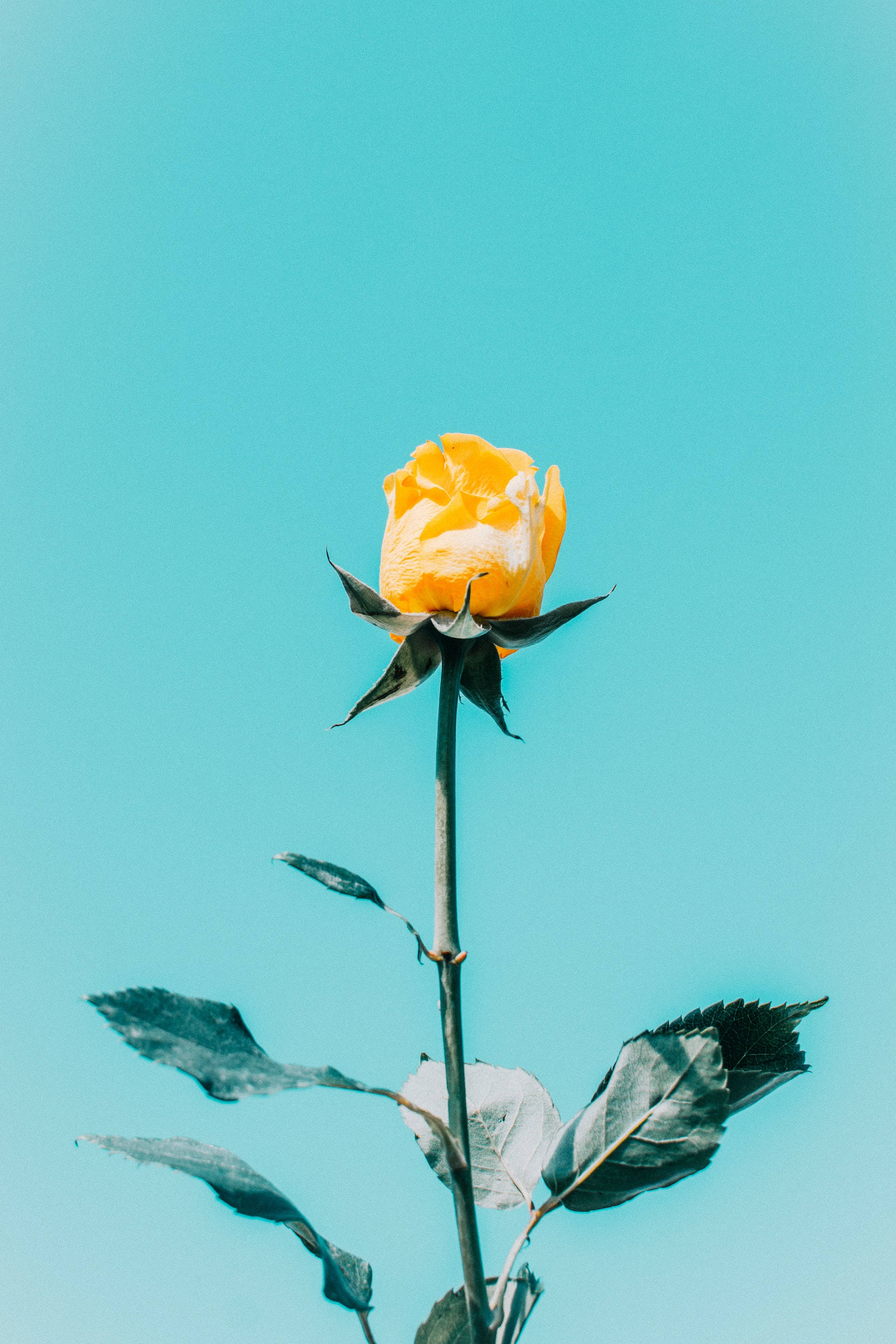 Asul na Langit Dilaw na Rosas Aesthetic Wallpaper