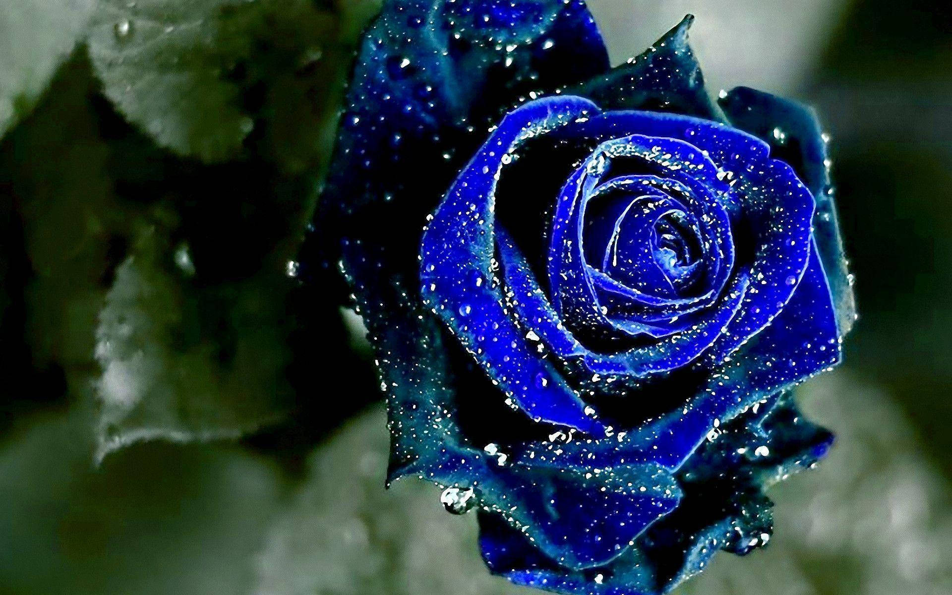 Asul na Rosas Aesthetic Wallpaper