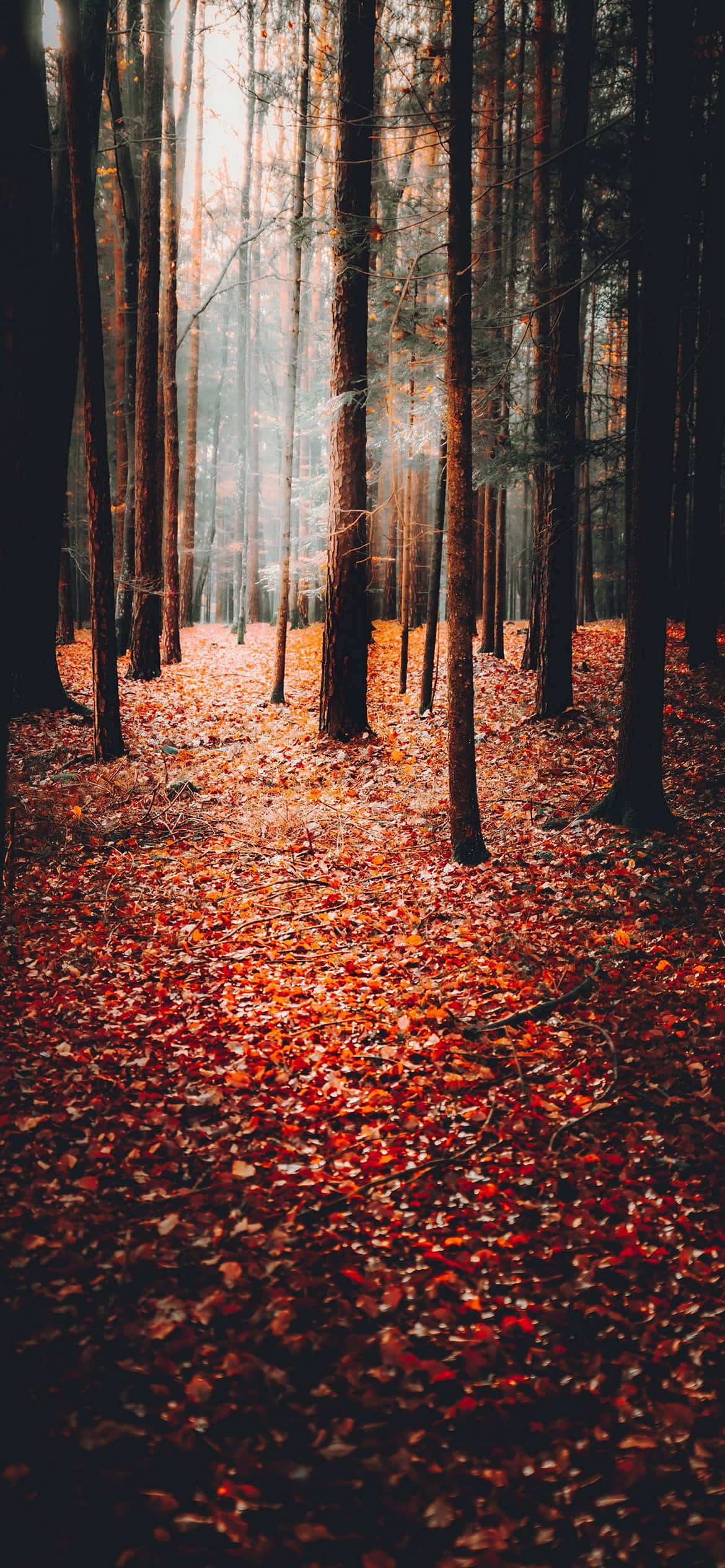 Autumn Background Wallpaper
