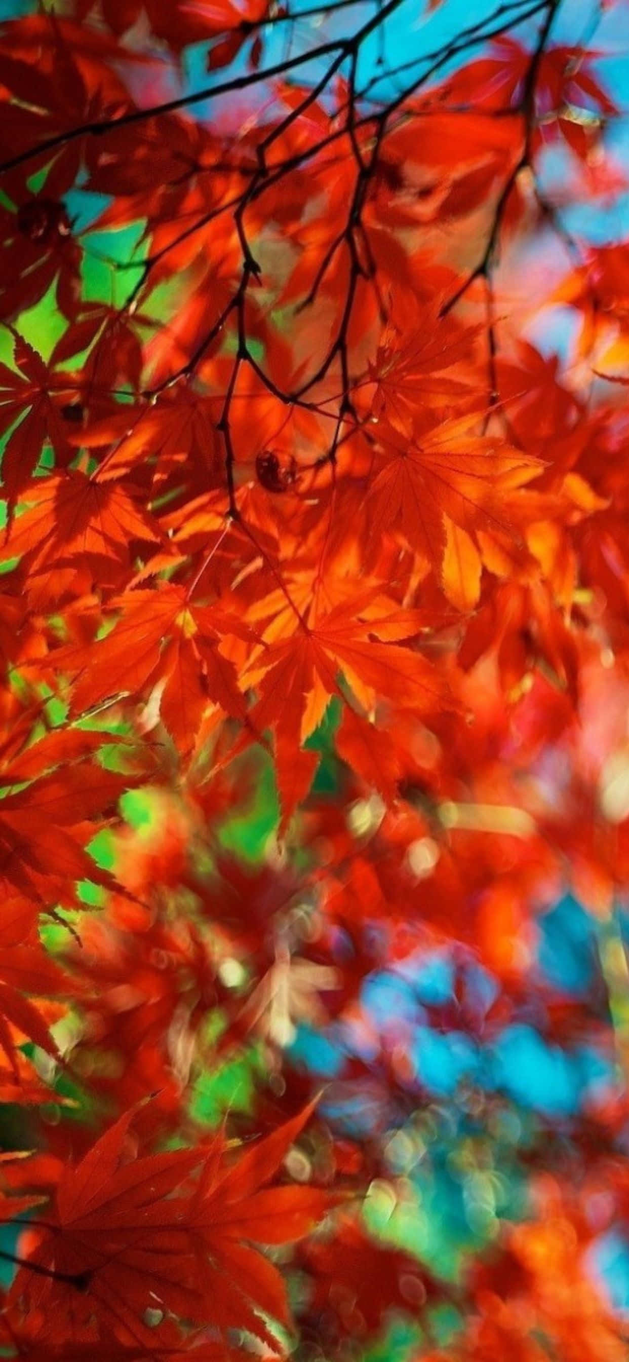 Autumnal Shades Ng iPhone Xs Max Wallpaper