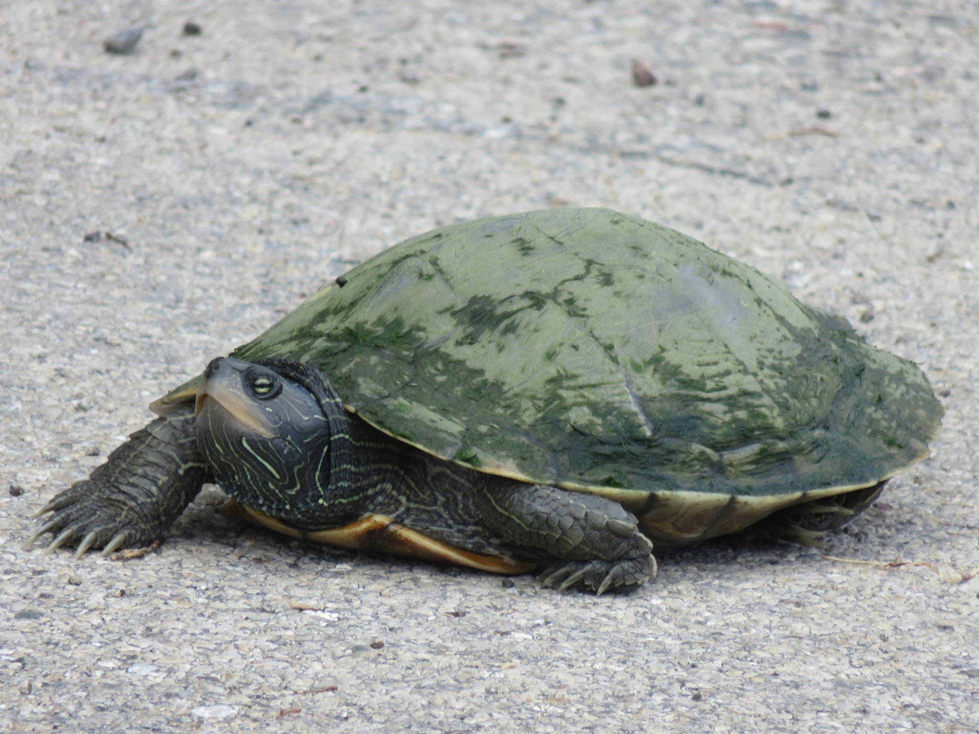 Babaeng Karaniwang Map Turtle na Nasa Matanda na Wallpaper