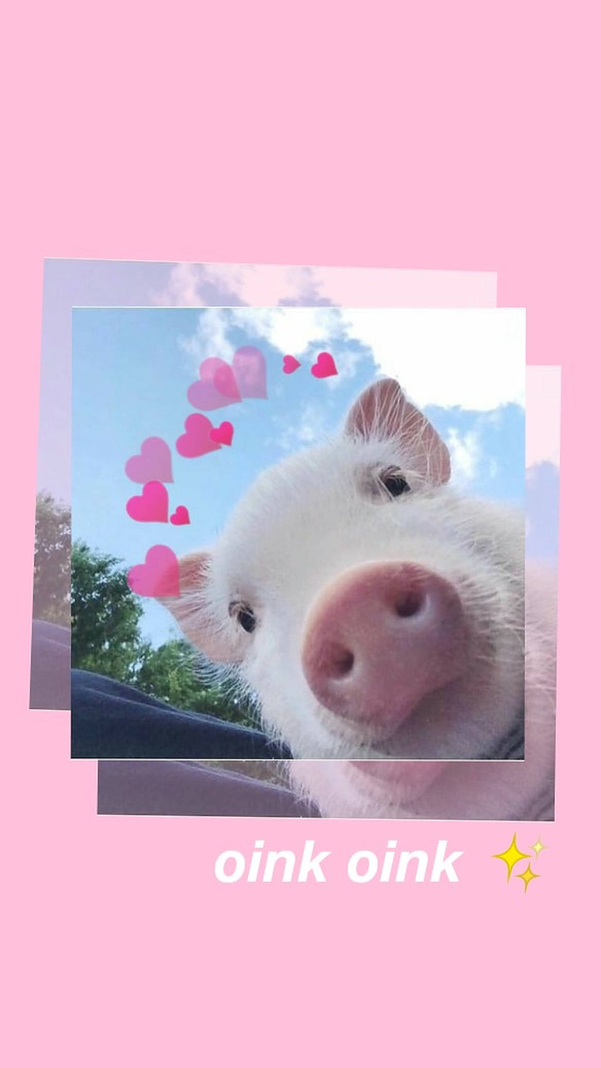 Baboy na Cute at Aesthetic Wallpaper