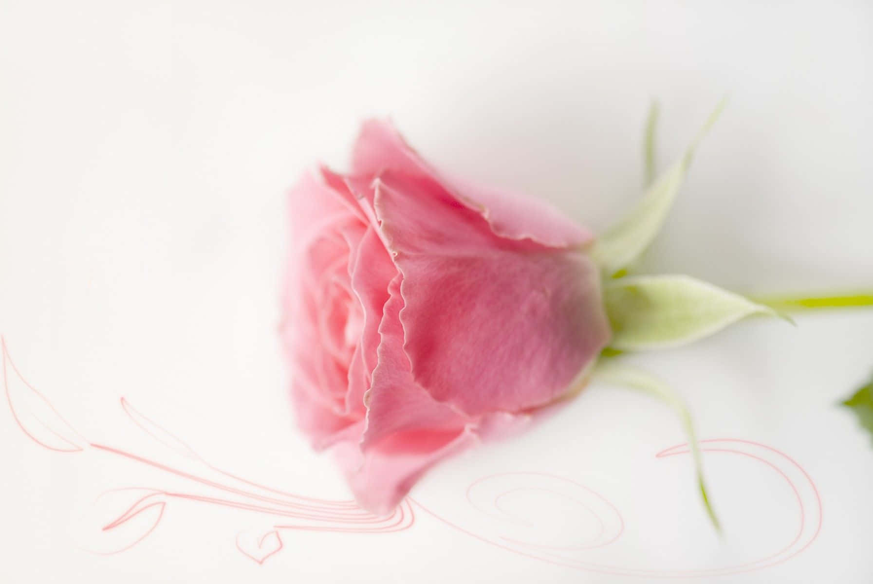 Background na Kulay Pastel Pink Wallpaper