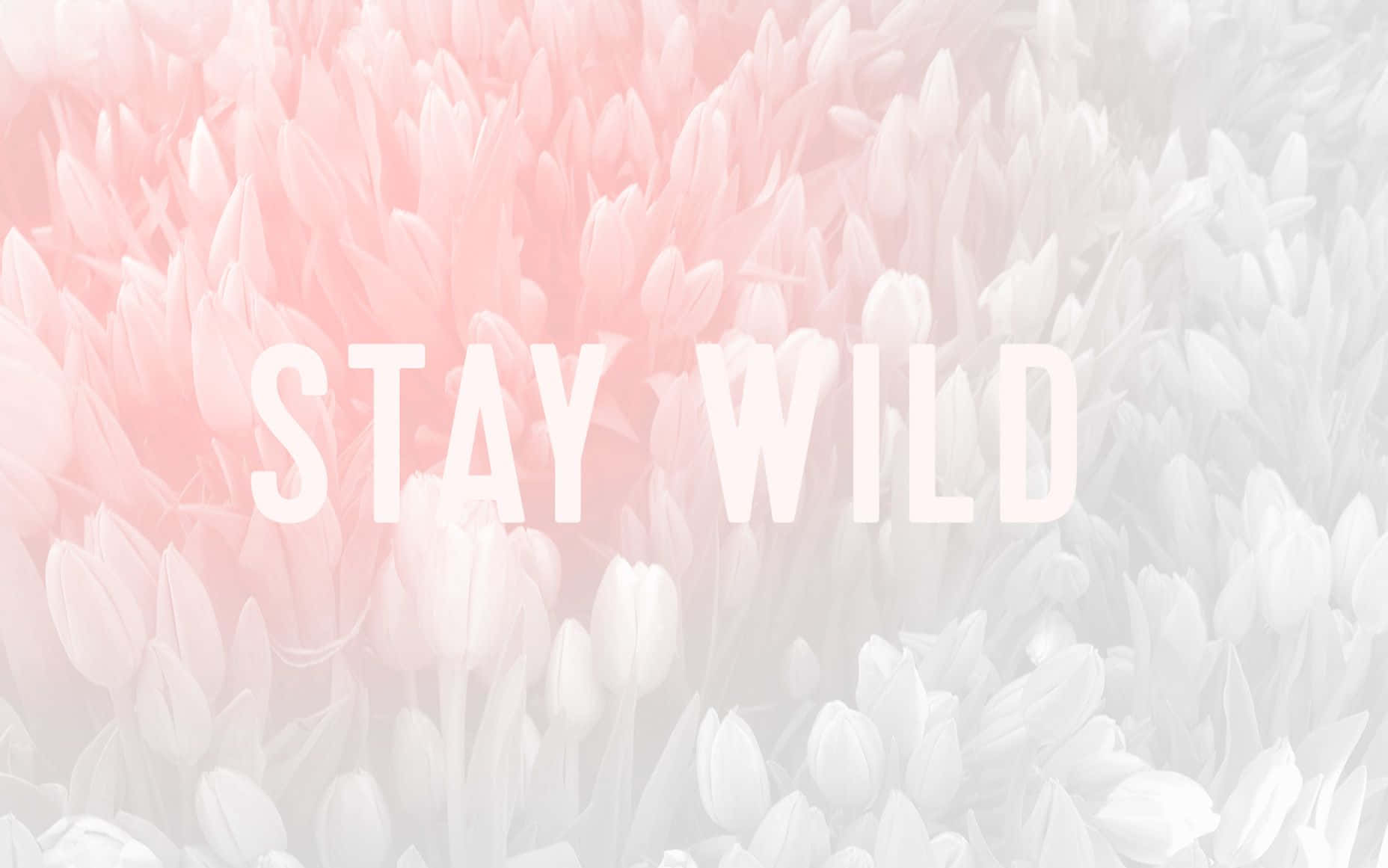 Background na Kulay Rosang Pastel Wallpaper