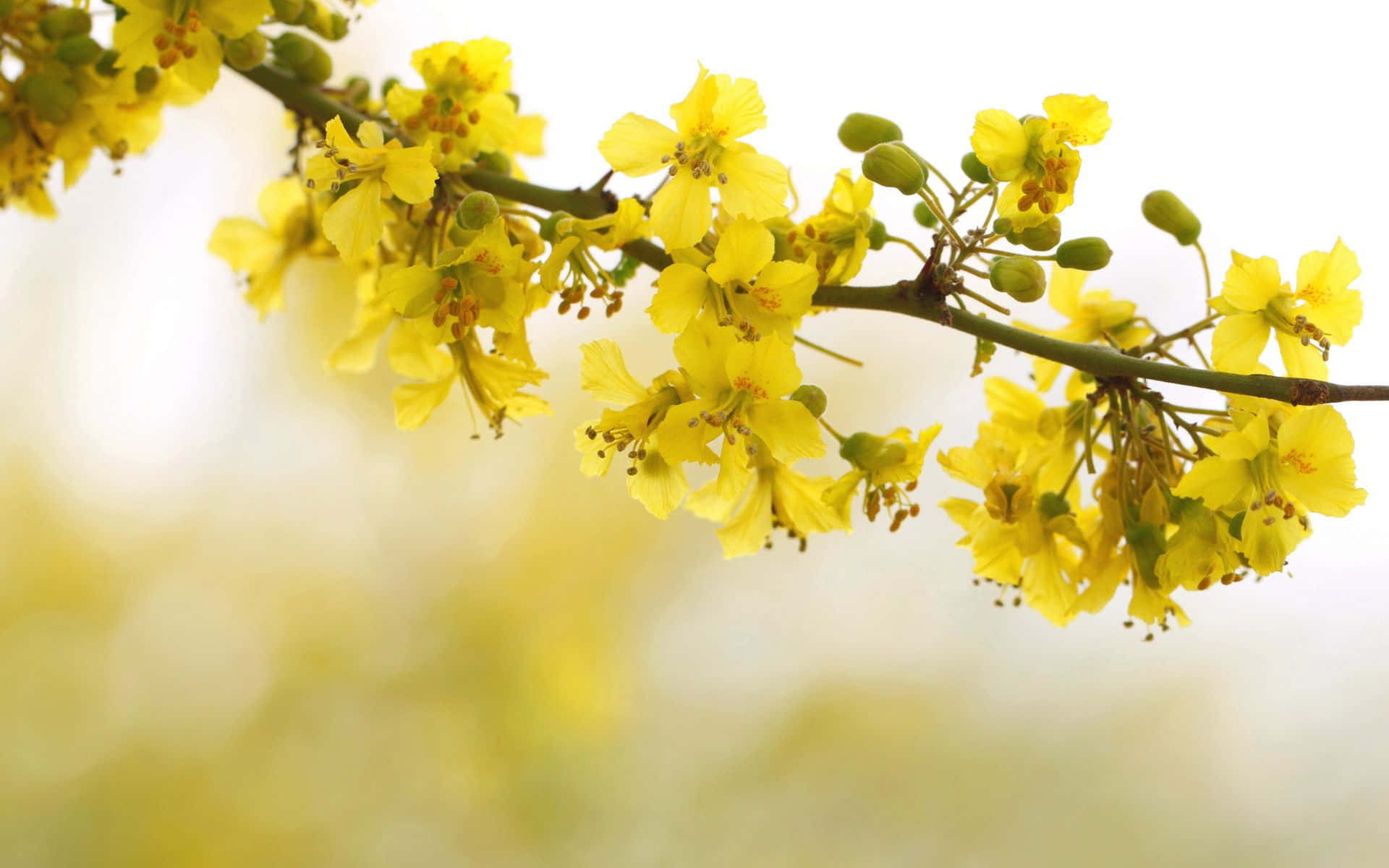 Background na Pastel Yellow Wallpaper
