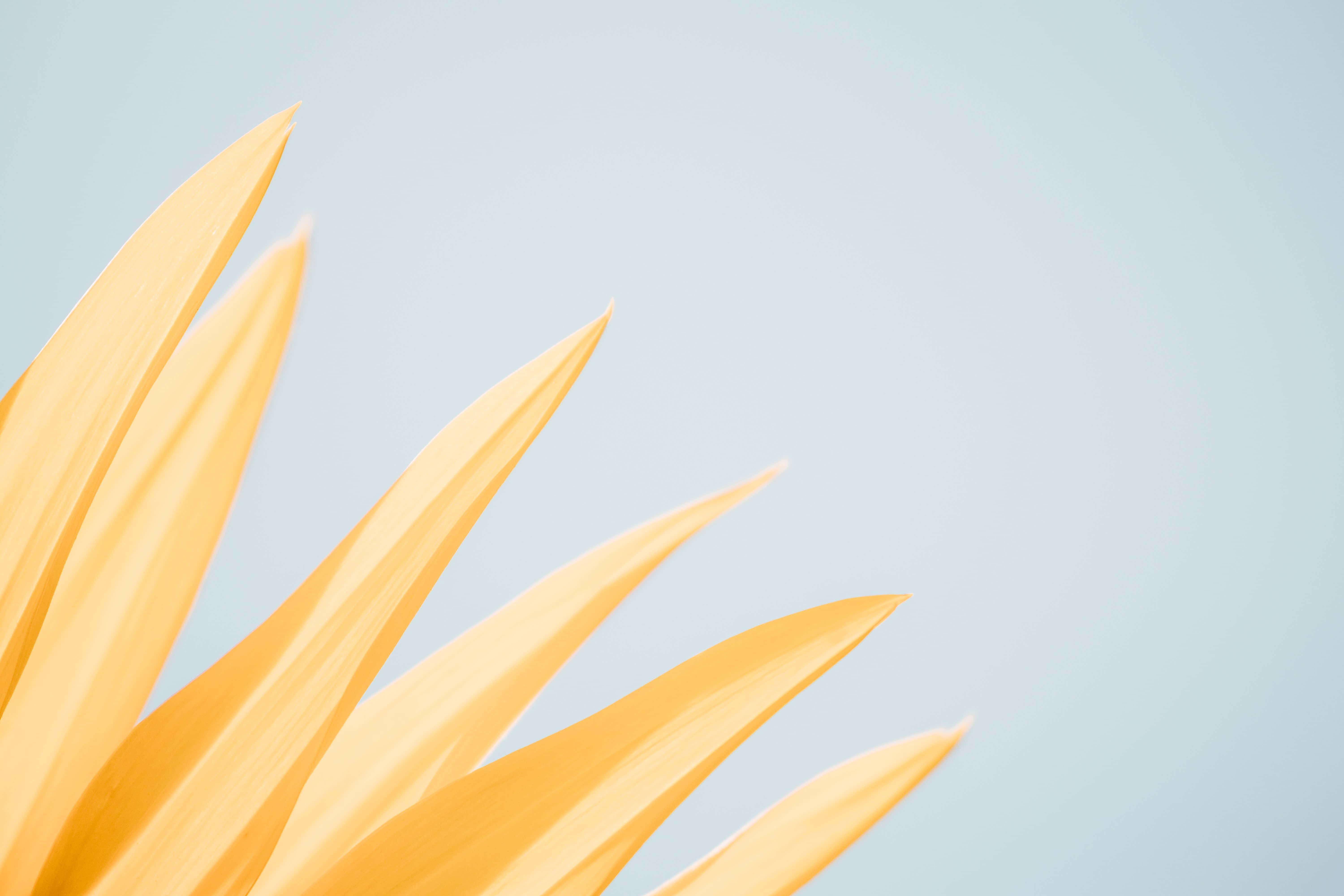 Background na Pastel Yellow Wallpaper