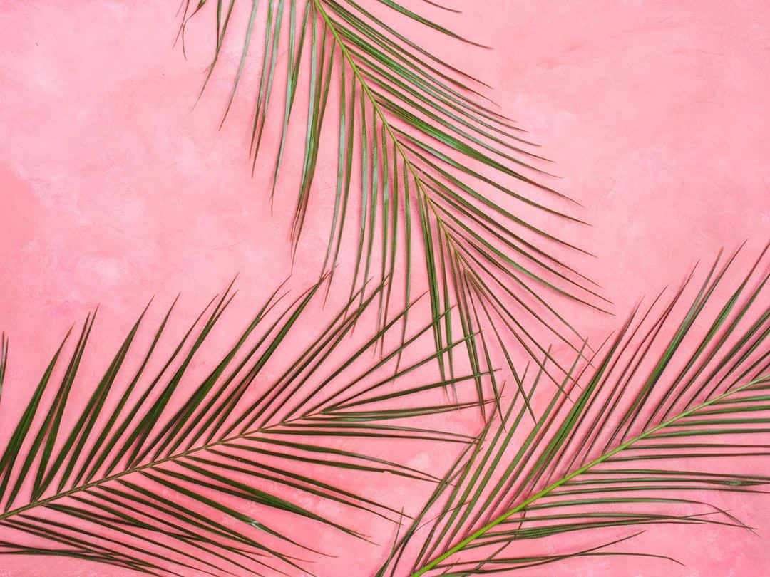 Background na Pastel Pink Wallpaper