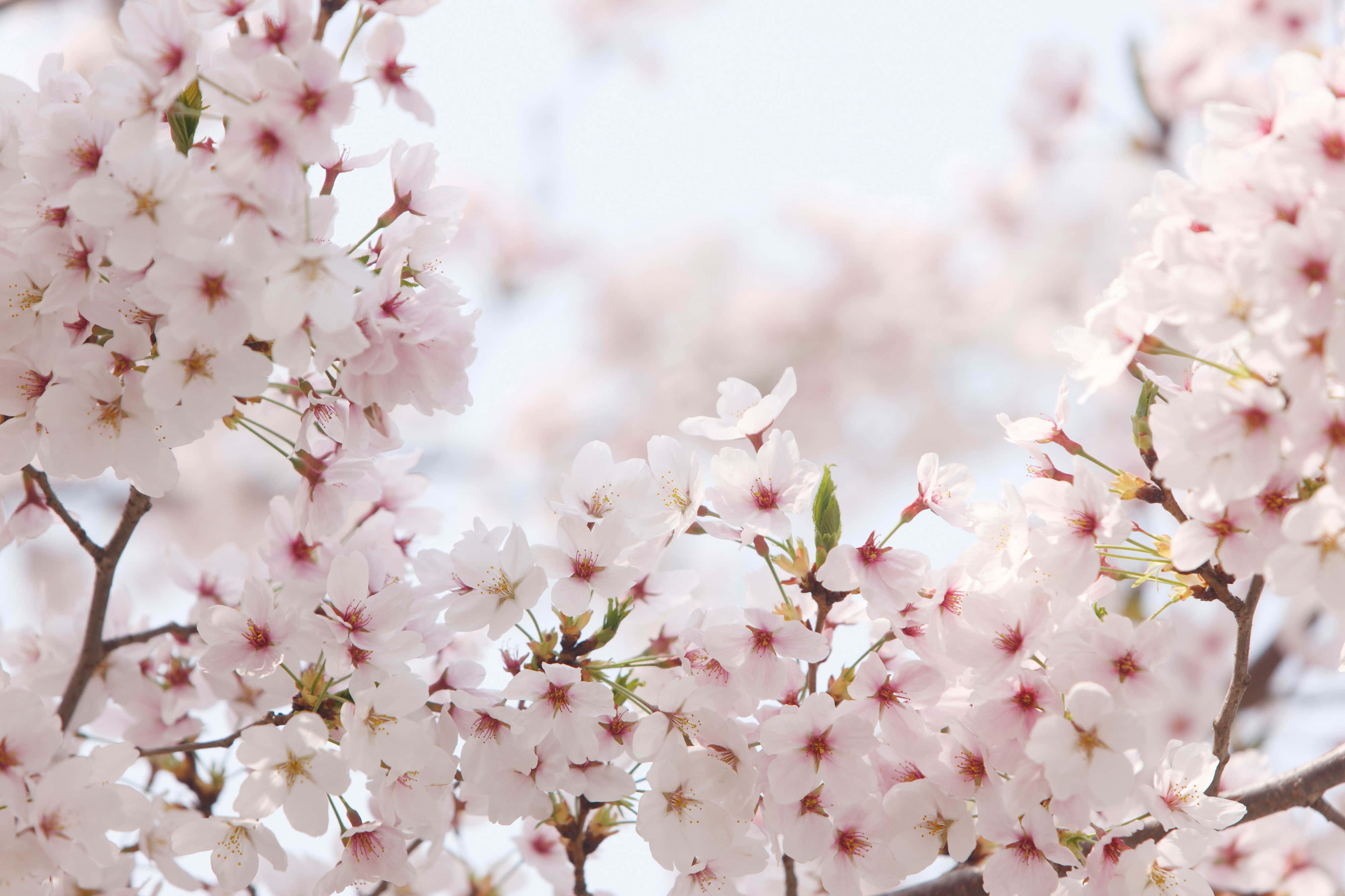 Background ng Cherry Blossom Wallpaper