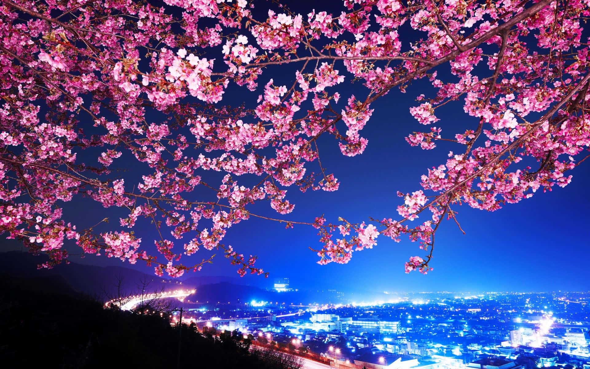 Background ng Cherry Blossom Wallpaper