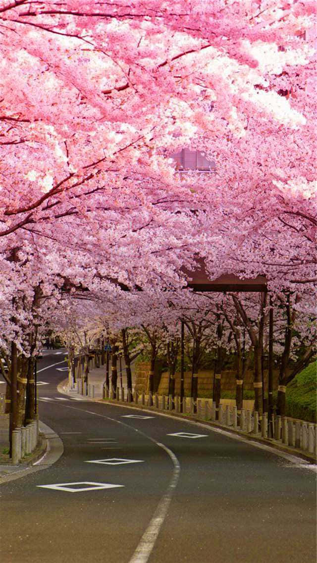 Background ng Cherry Blossom Wallpaper