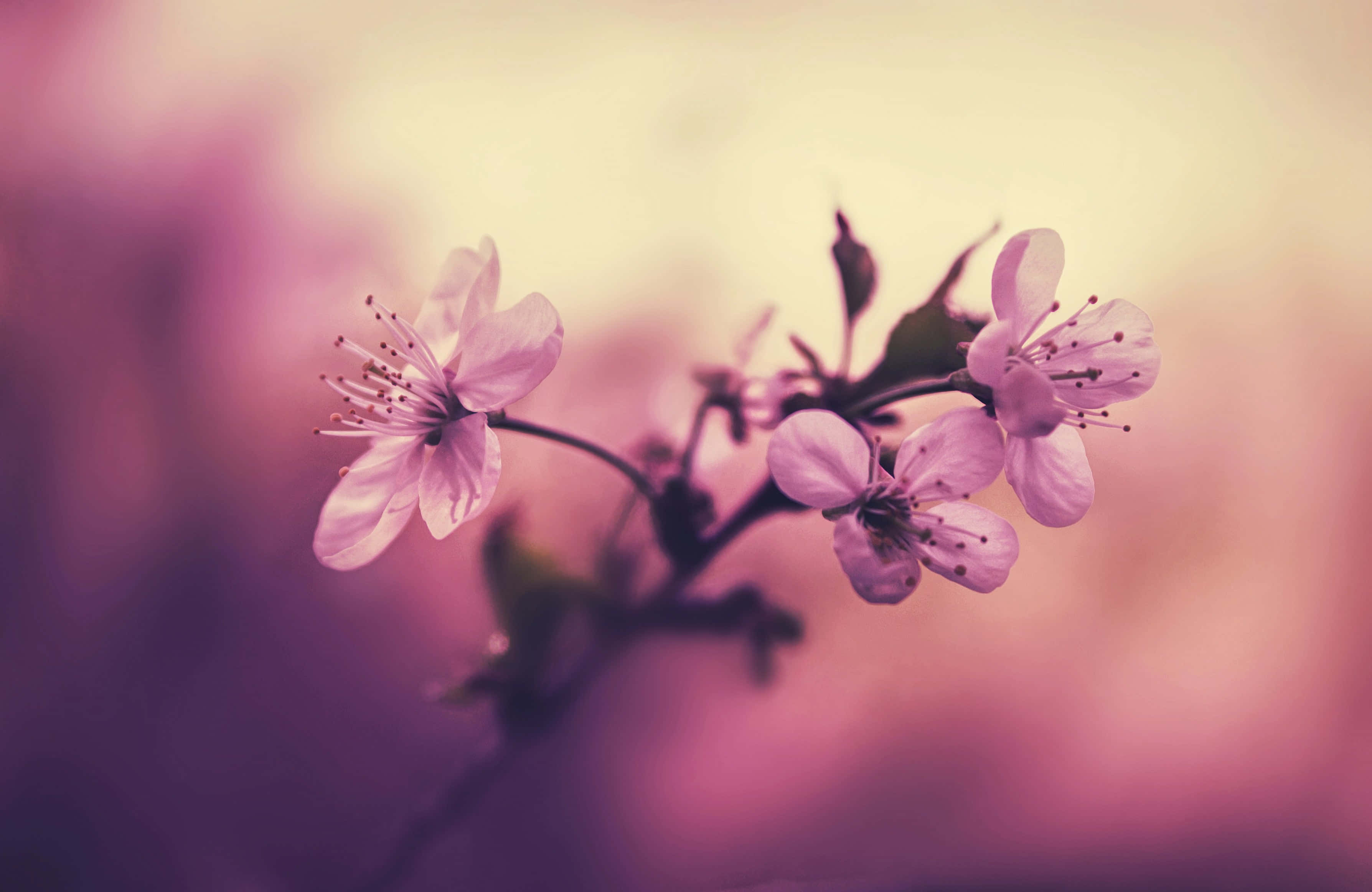 Background ng Cherry Blossom Wallpaper