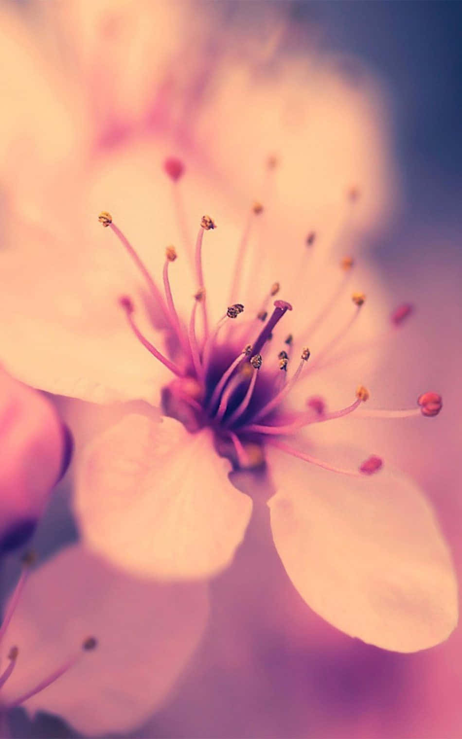 Background ng Cherry Blossom Wallpaper