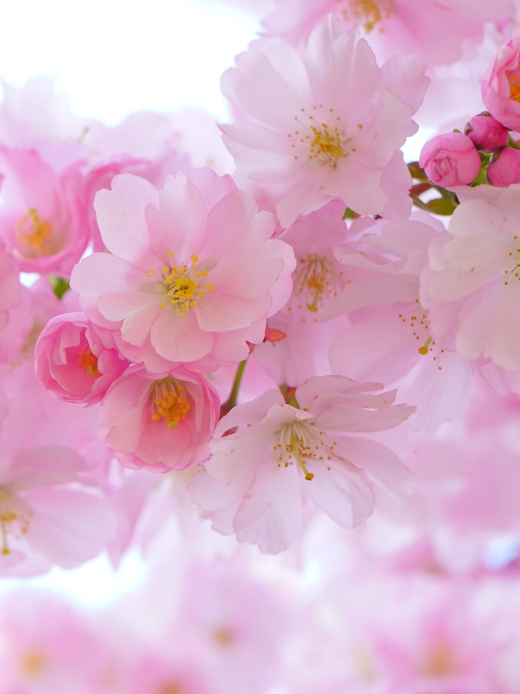 Background ng Cherry Blossom Wallpaper