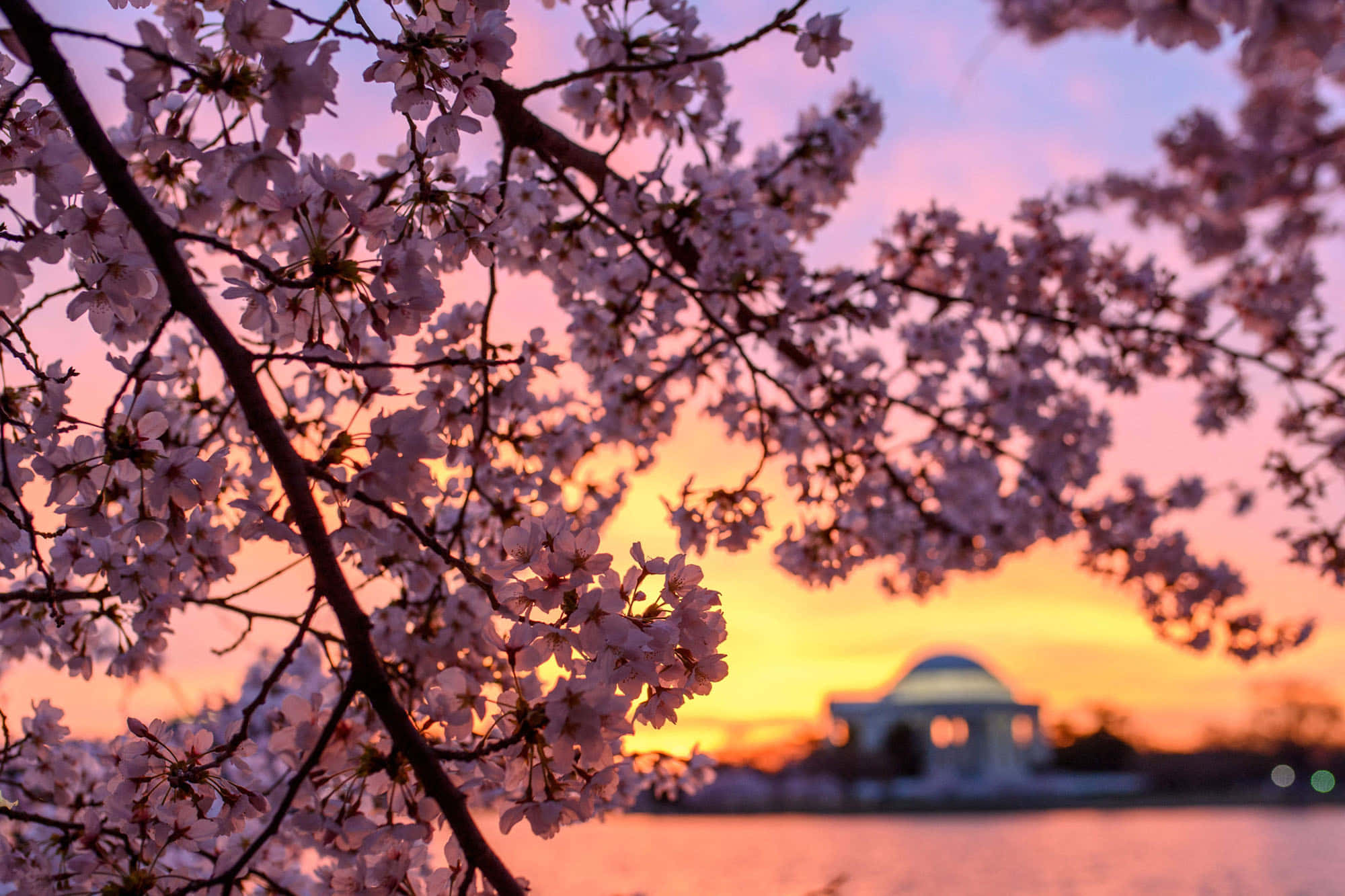 Background ng Cherry Blossom Wallpaper