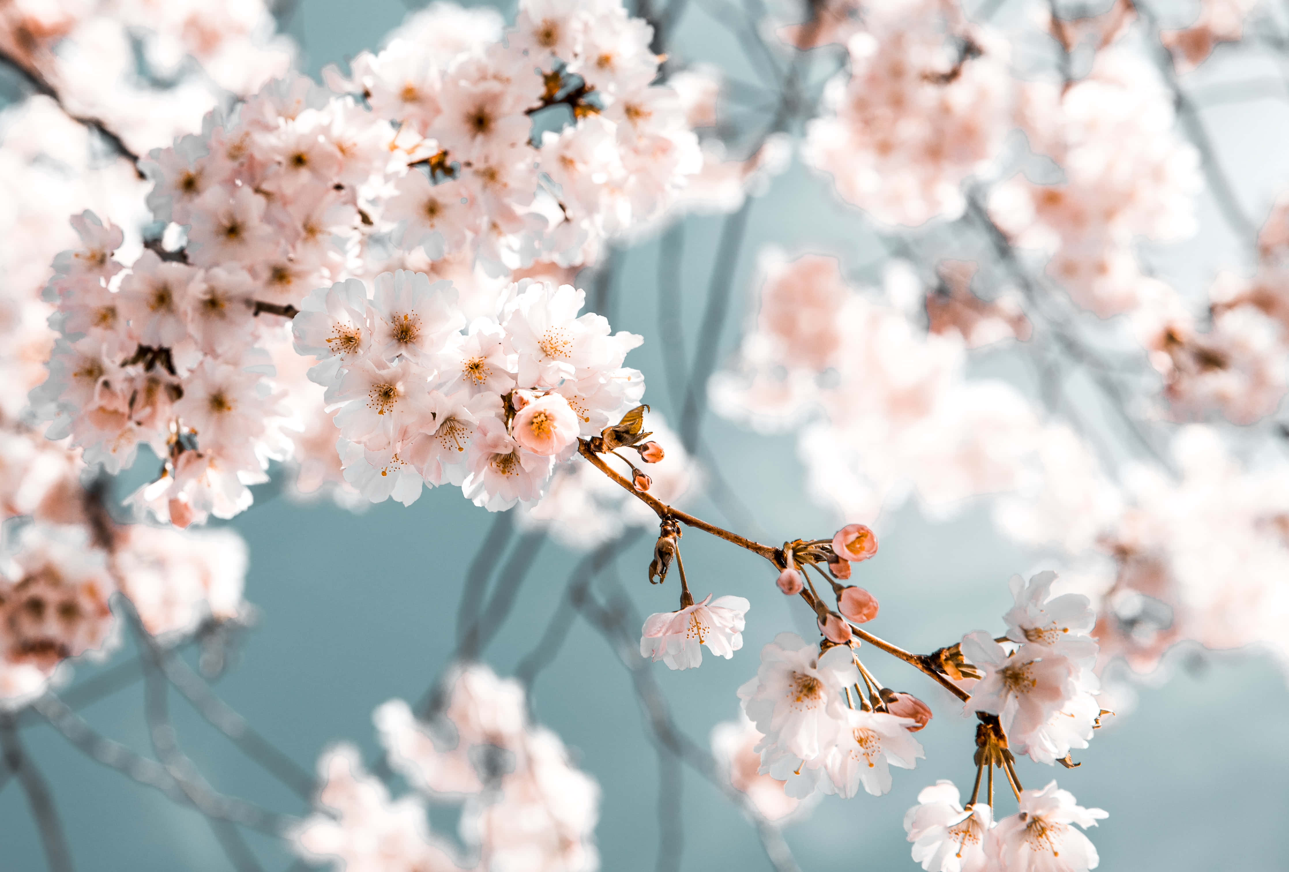 Background ng Cherry Blossom Wallpaper