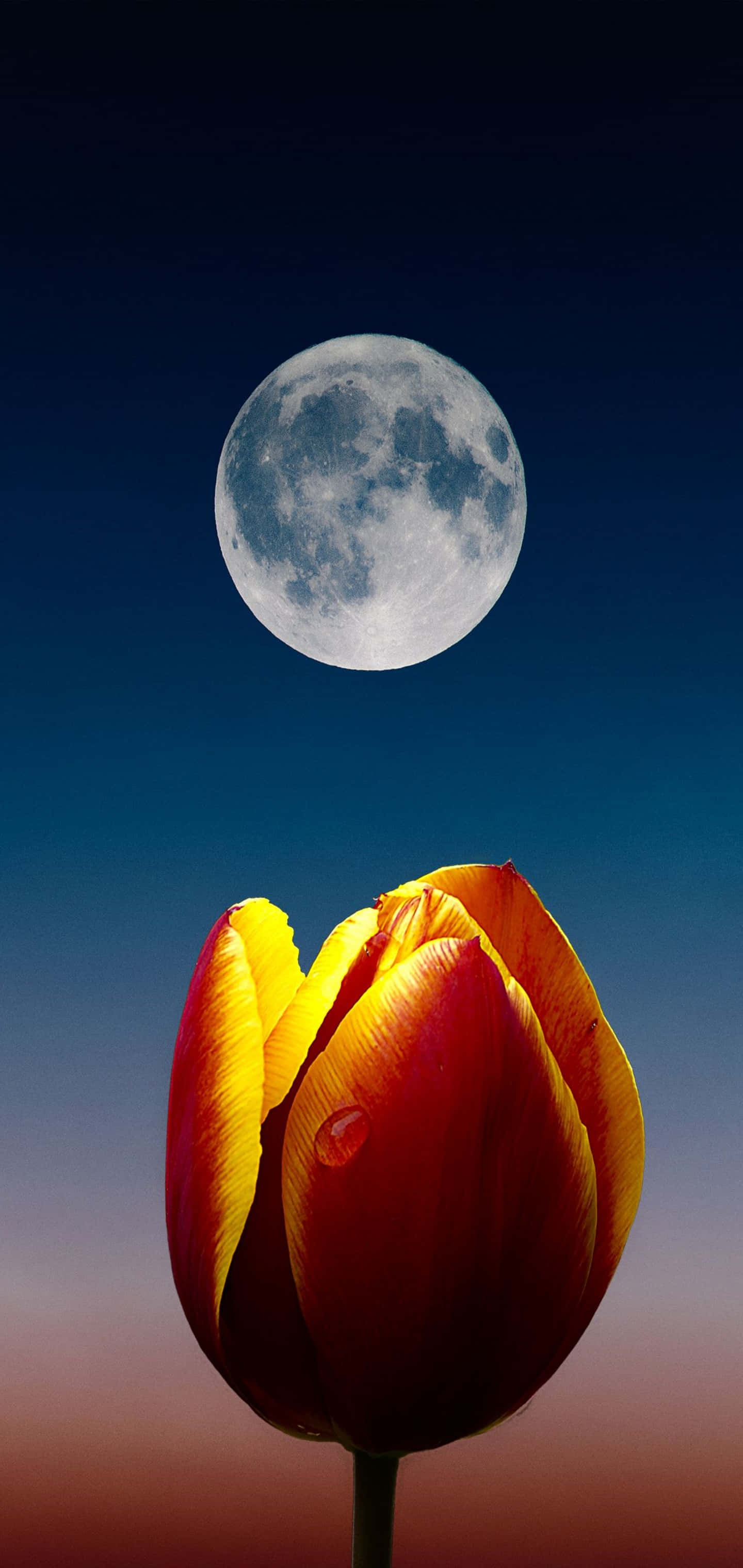 Background ng Galaxy S10 Plus Wallpaper