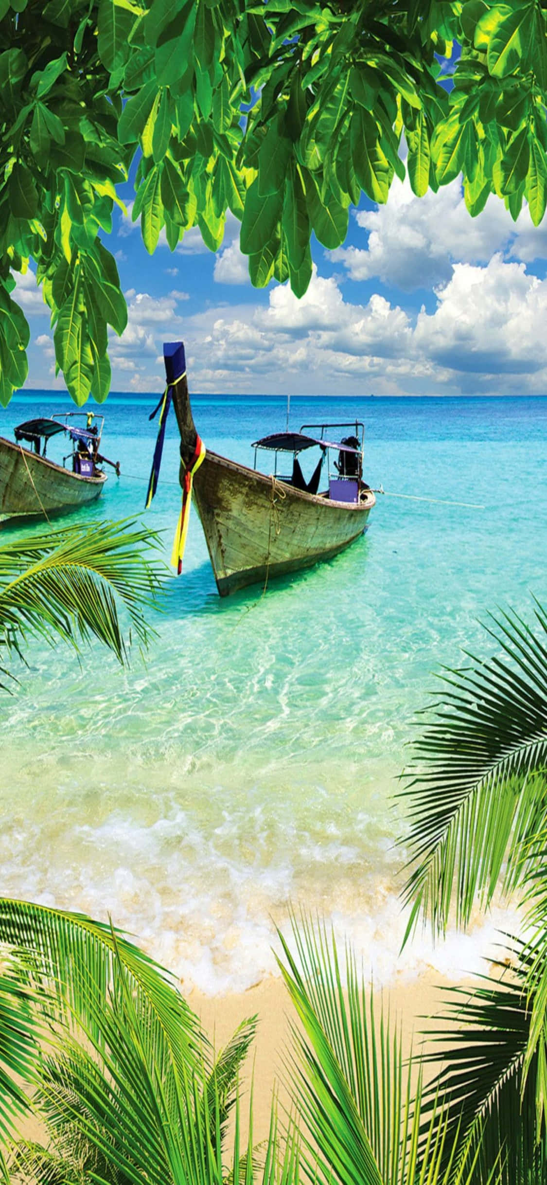Background ng iPhone XS na mga Halaman at Puno sa Dalampasigan Wallpaper