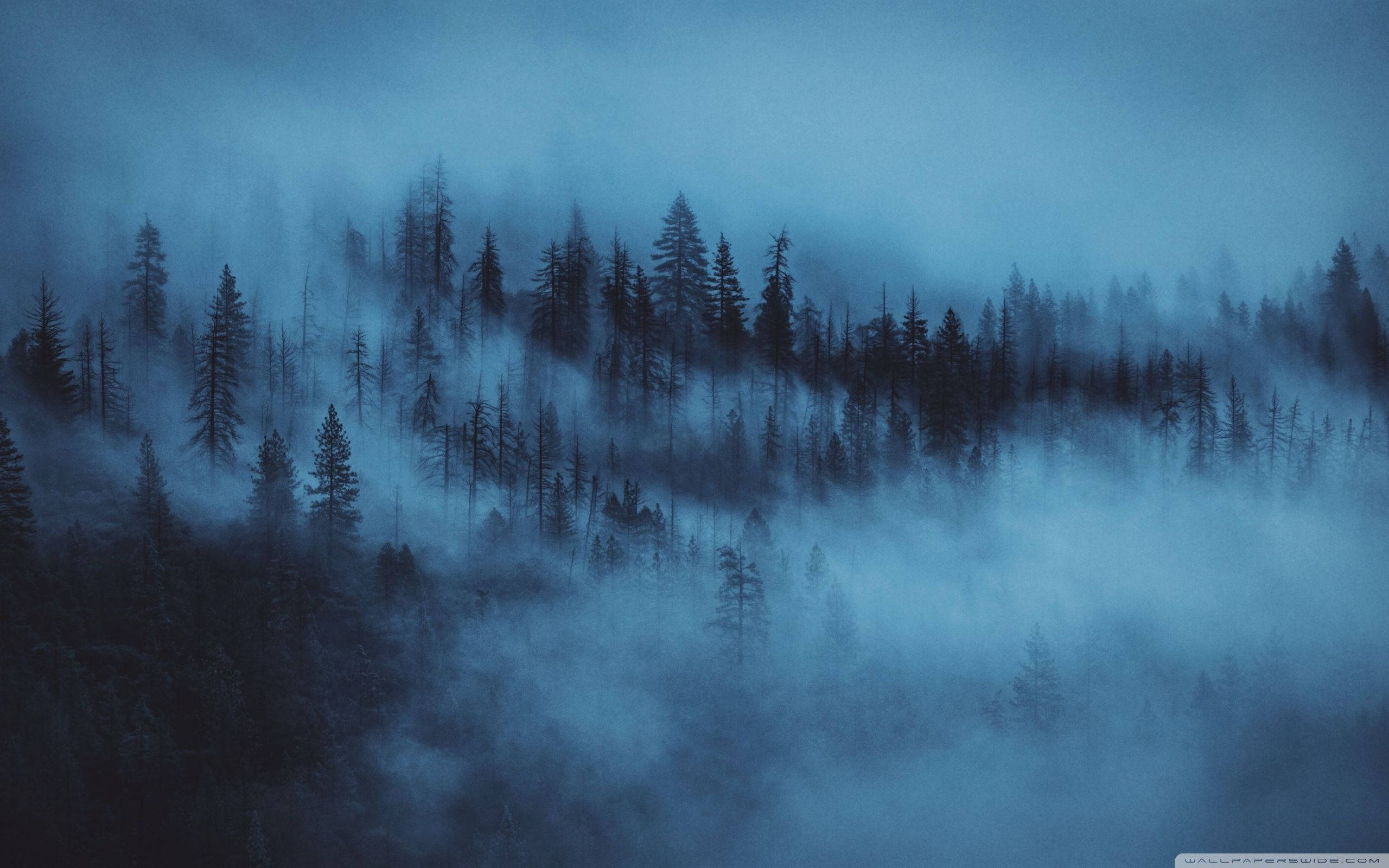 Background ng Kagubatan na may Gabon sa Gabi Wallpaper
