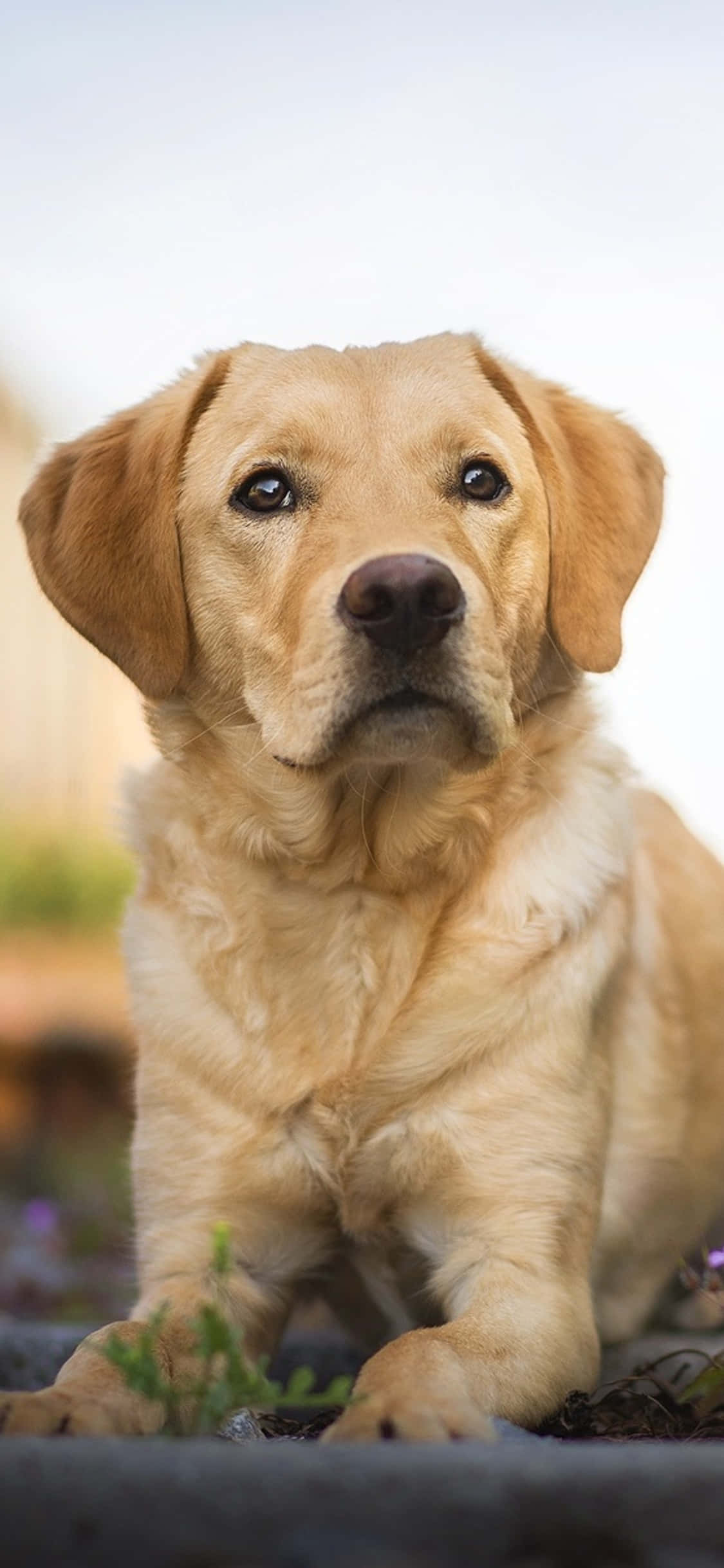 Background ng Labrador Wallpaper