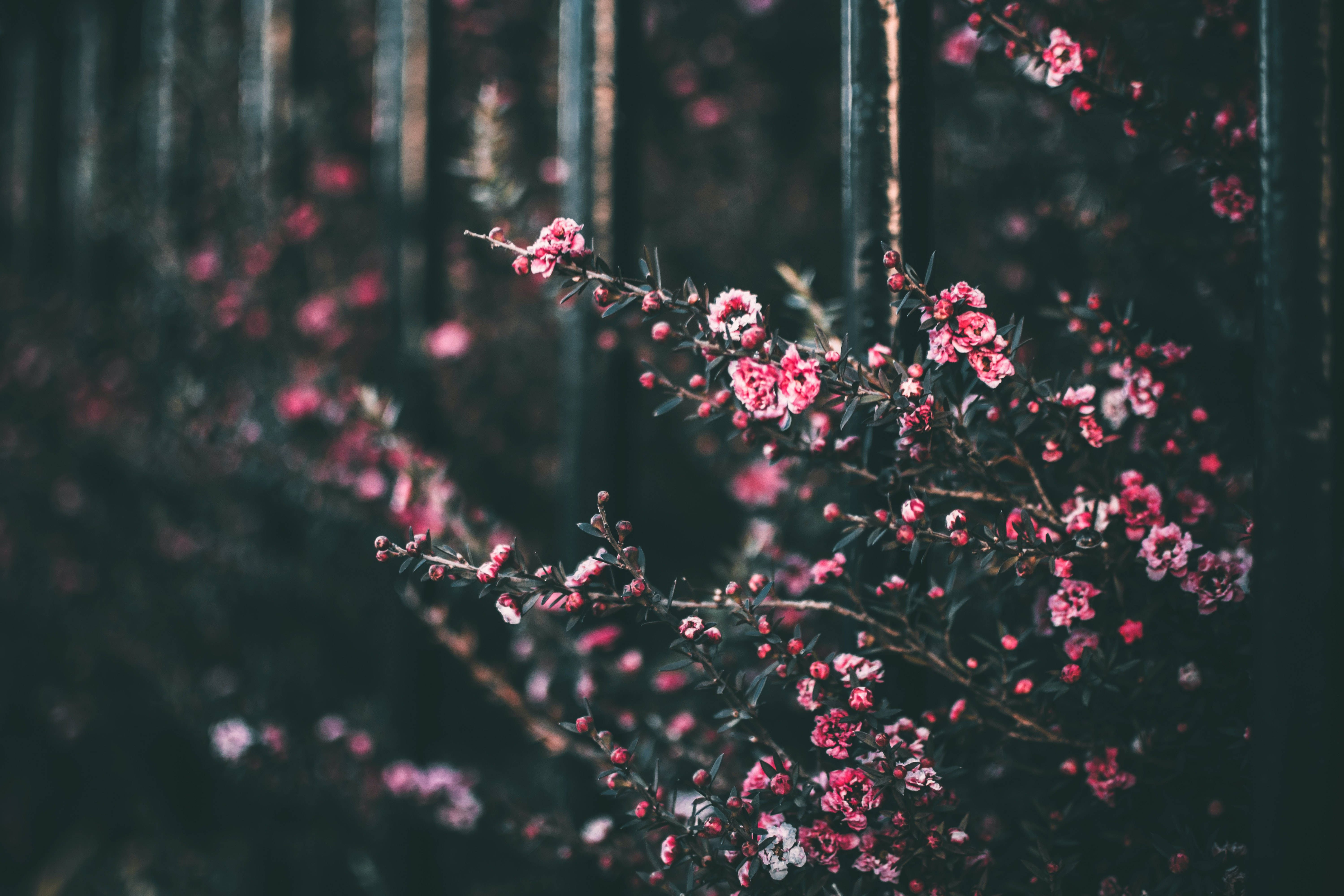 Background ng mga Bulaklak na Rosas na May Anino Wallpaper