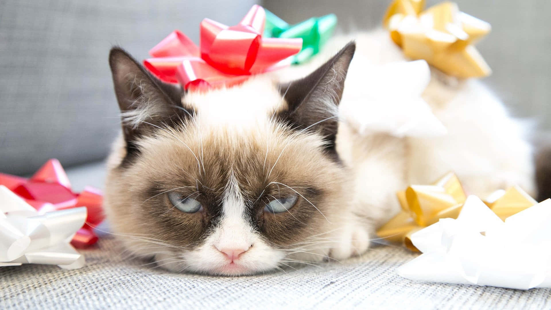 Background ng Pusa Wallpaper