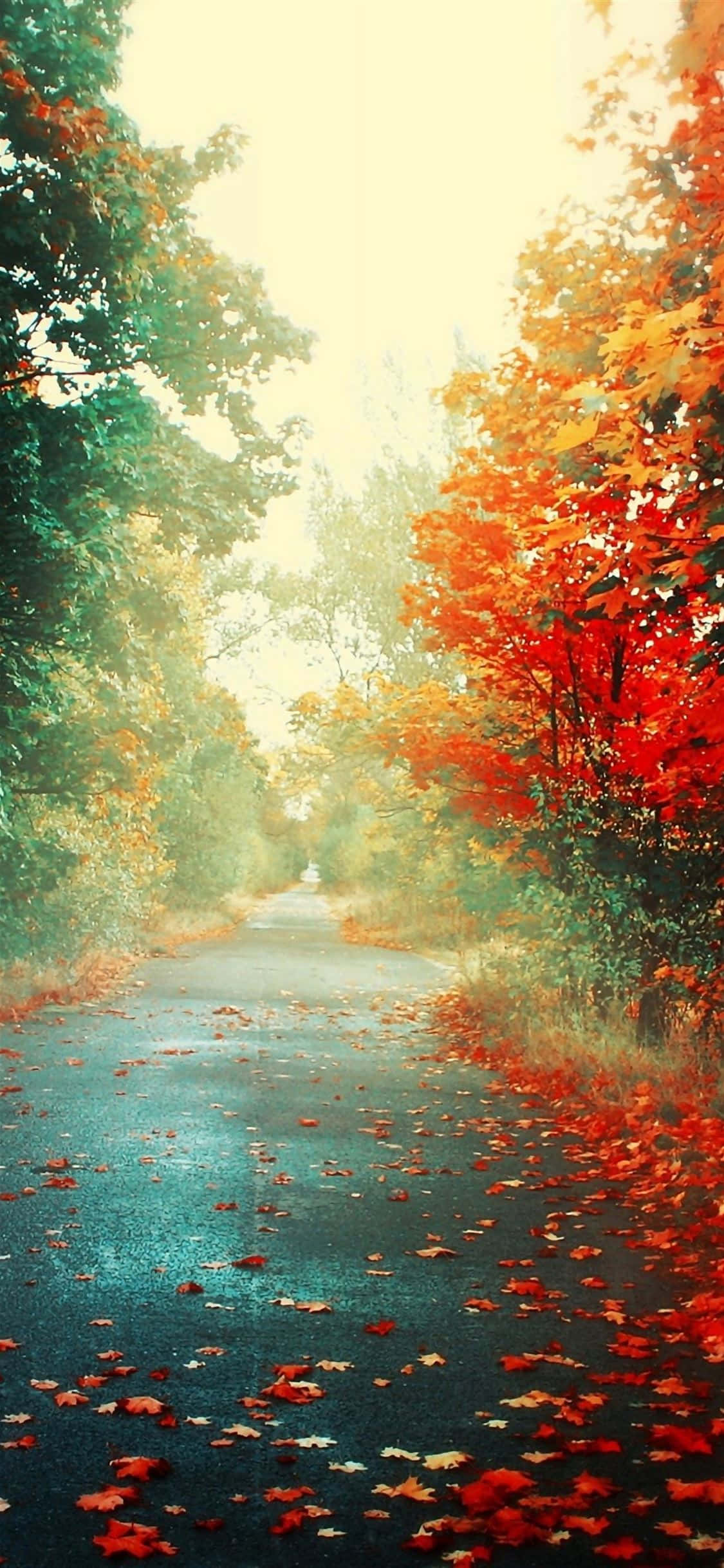 Background ng Taglagas Wallpaper