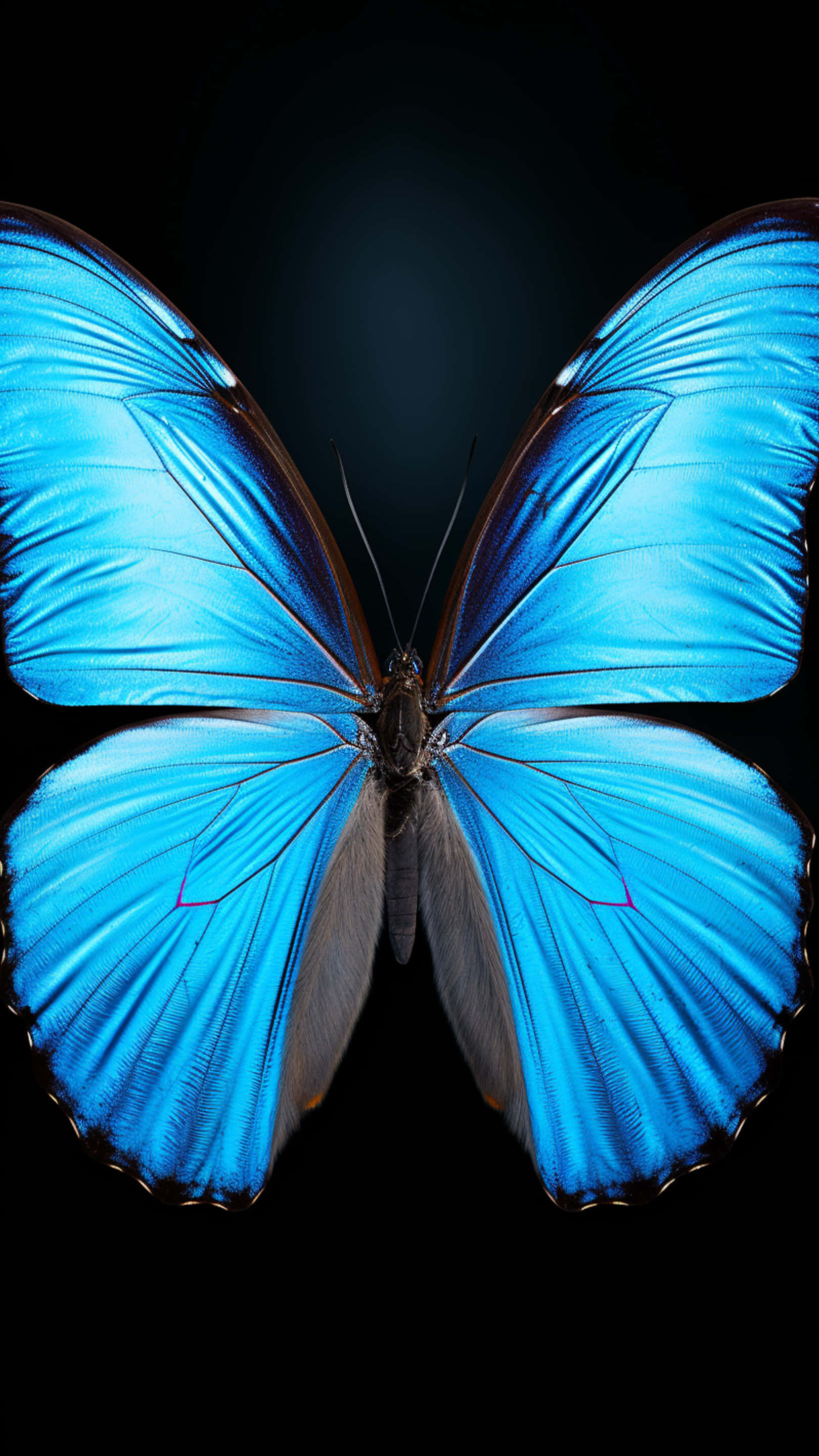 bagong disenyo ng paruparo Wallpaper