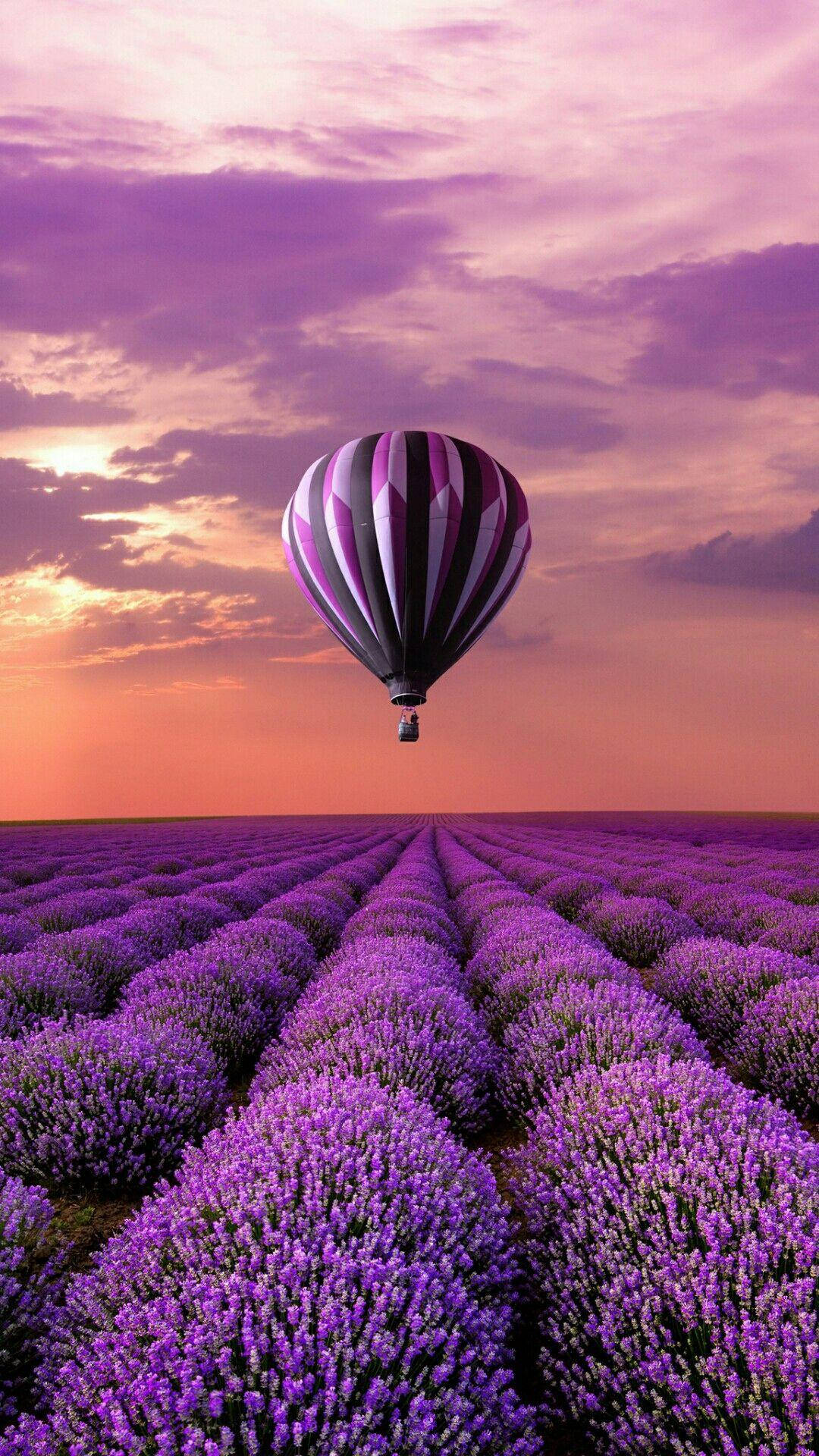 Bagong Telepono na May Hot Air Balloon at Lavender Field Wallpaper