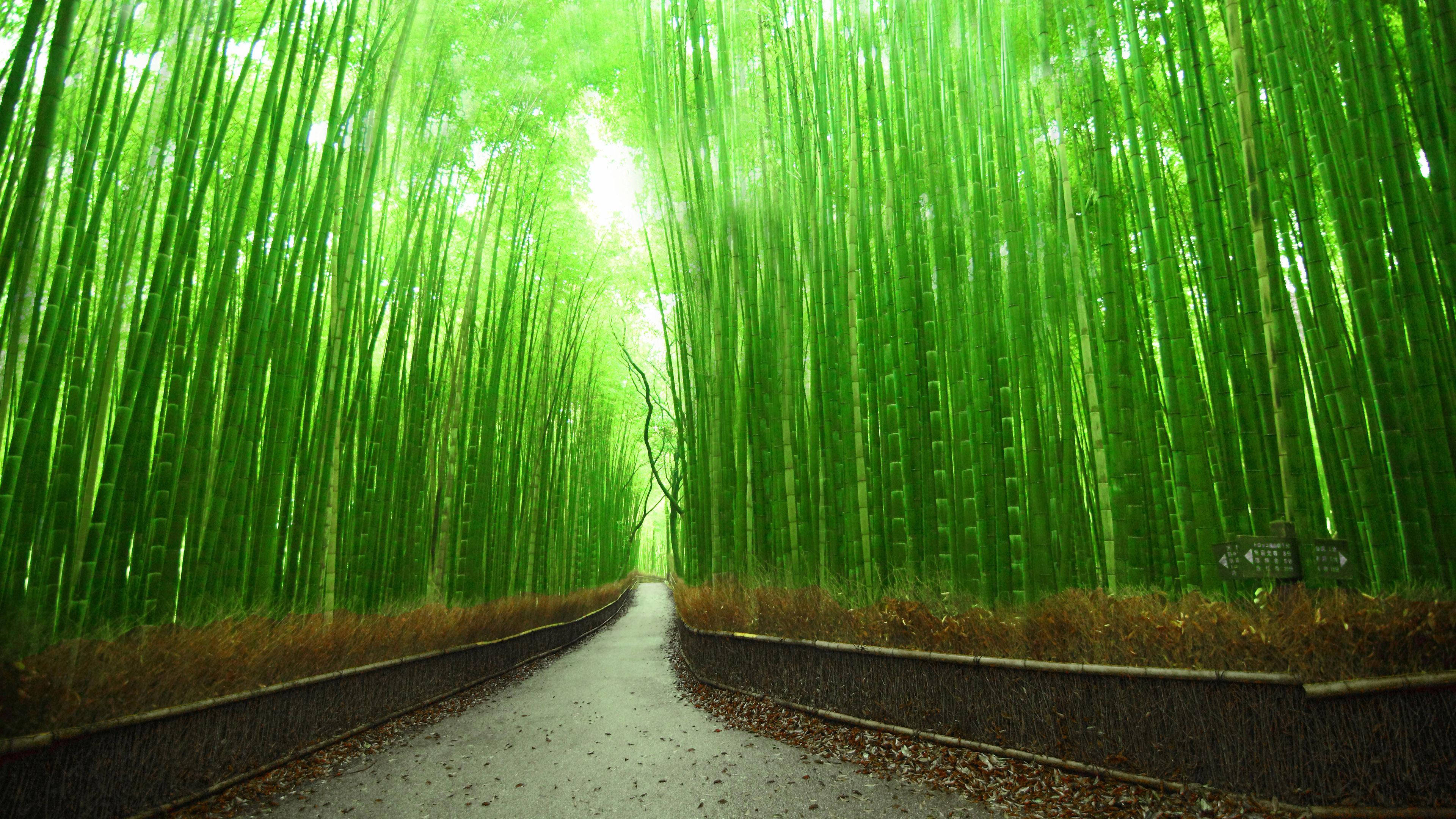 Bamboo 4K Daan sa Kyoto Japan Wallpaper