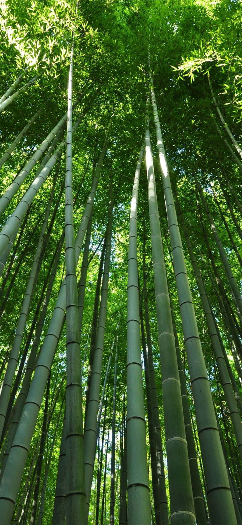 bamboo forest wallpaper - bamboo forest wallpaper