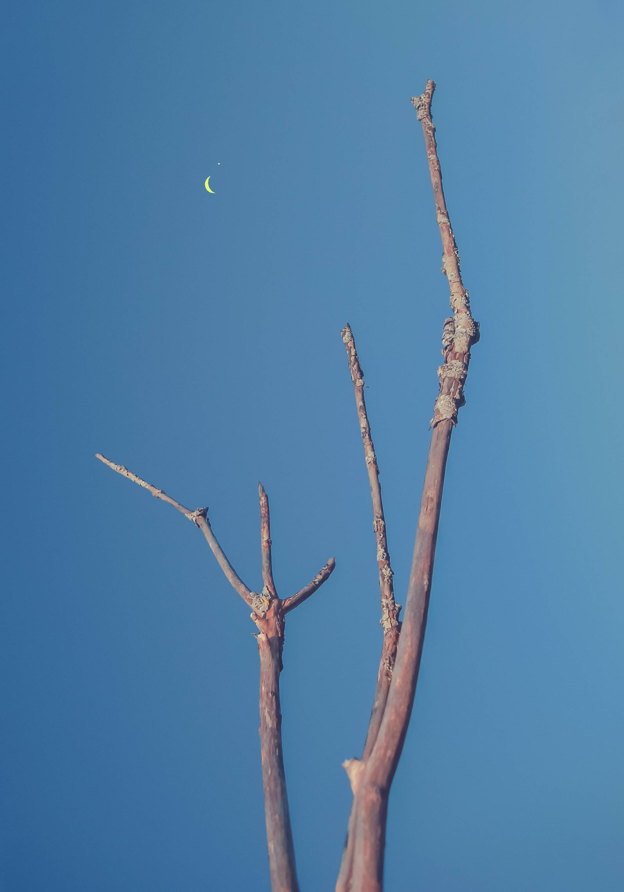 Barren Tree Pointing At Crescent Moon Wallpaper