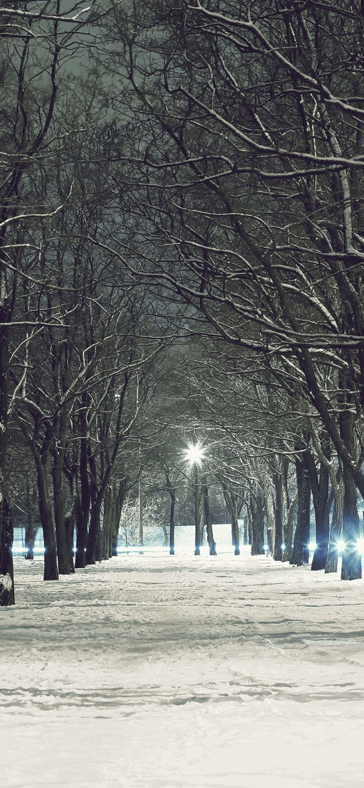 Barren Trees iPhone XS Max Winter Background Wallpaper