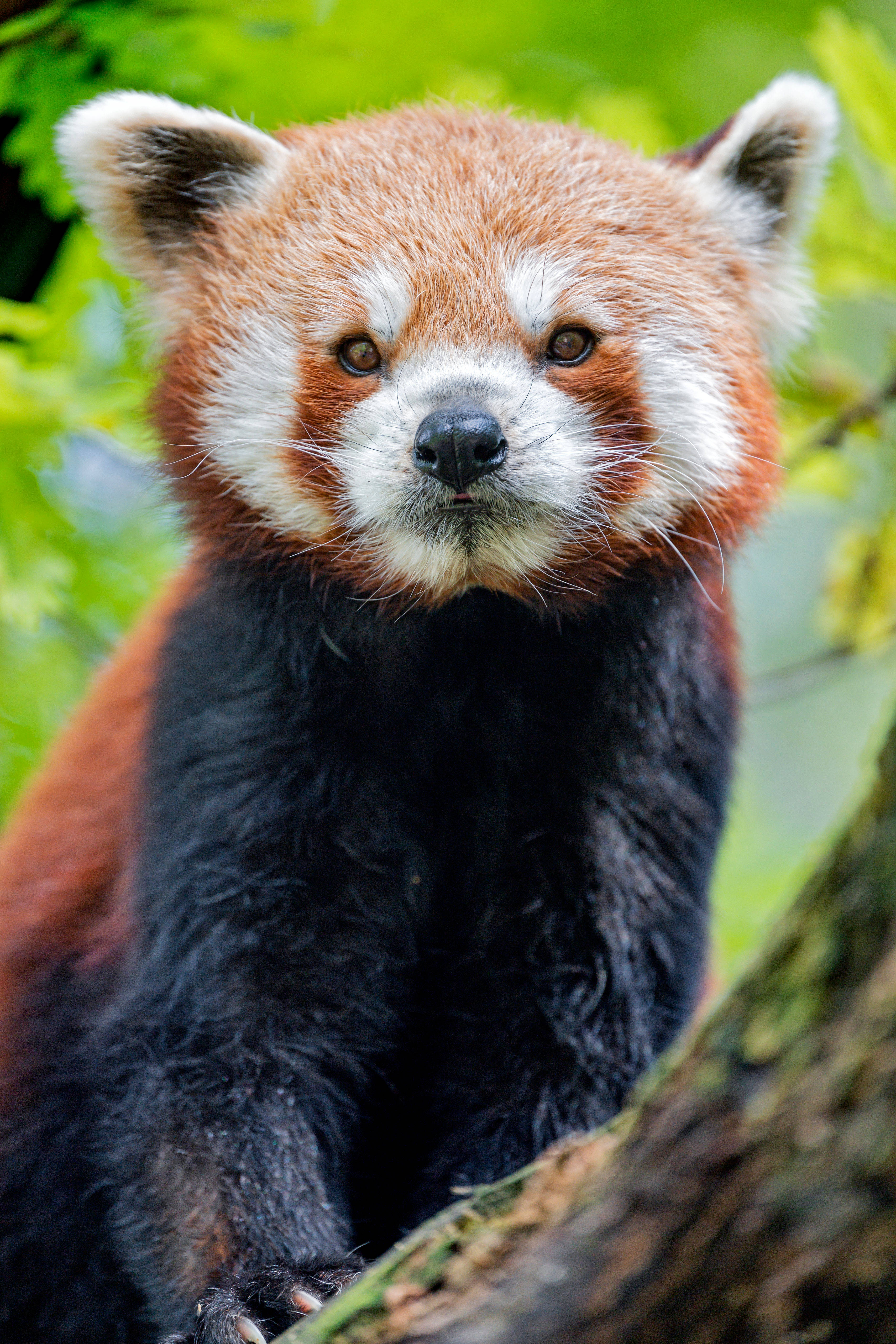 Batang Pulang Panda Mobile Wallpaper