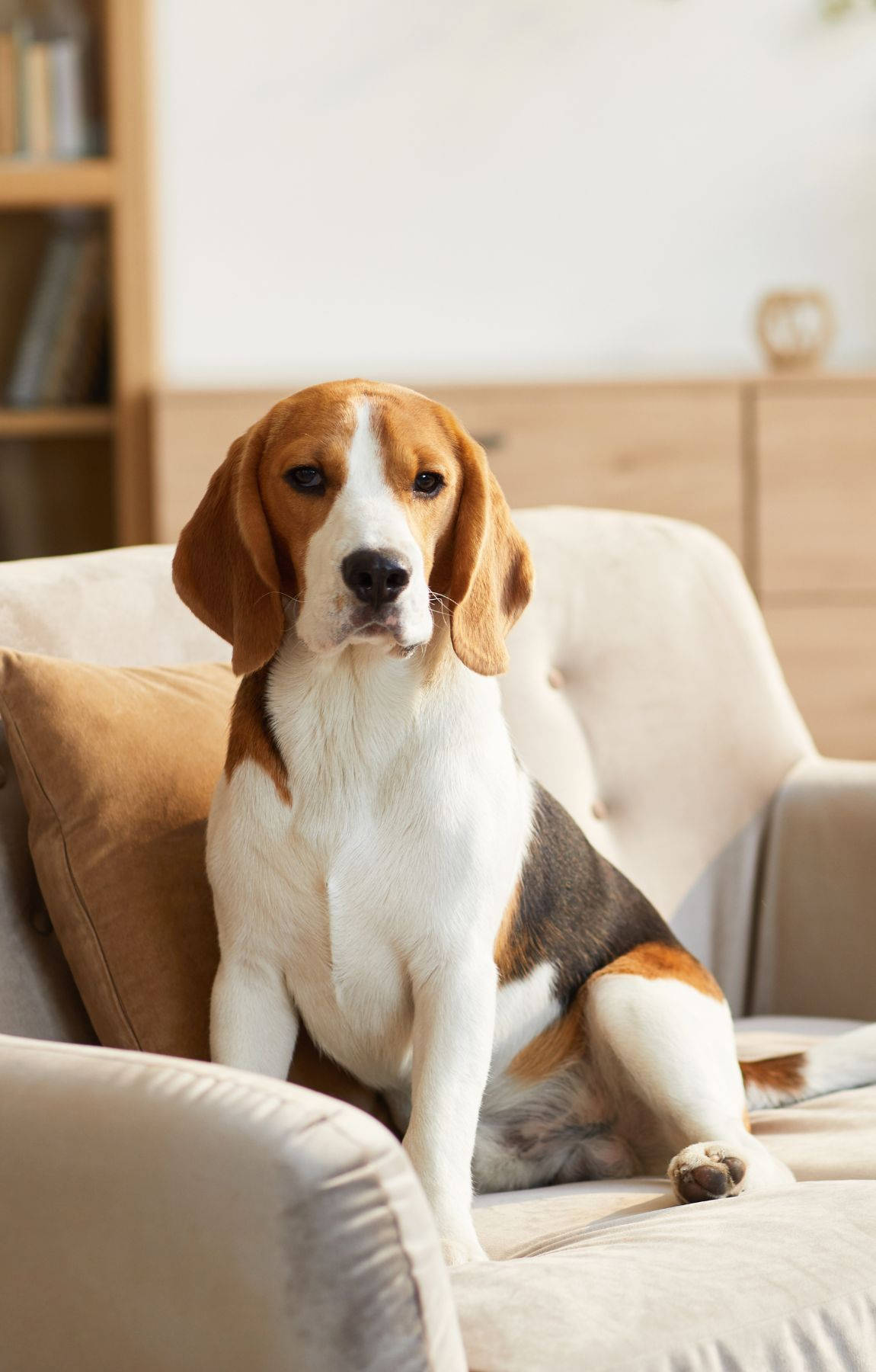 Beagle Dog na Nakaupo sa Sopa Wallpaper