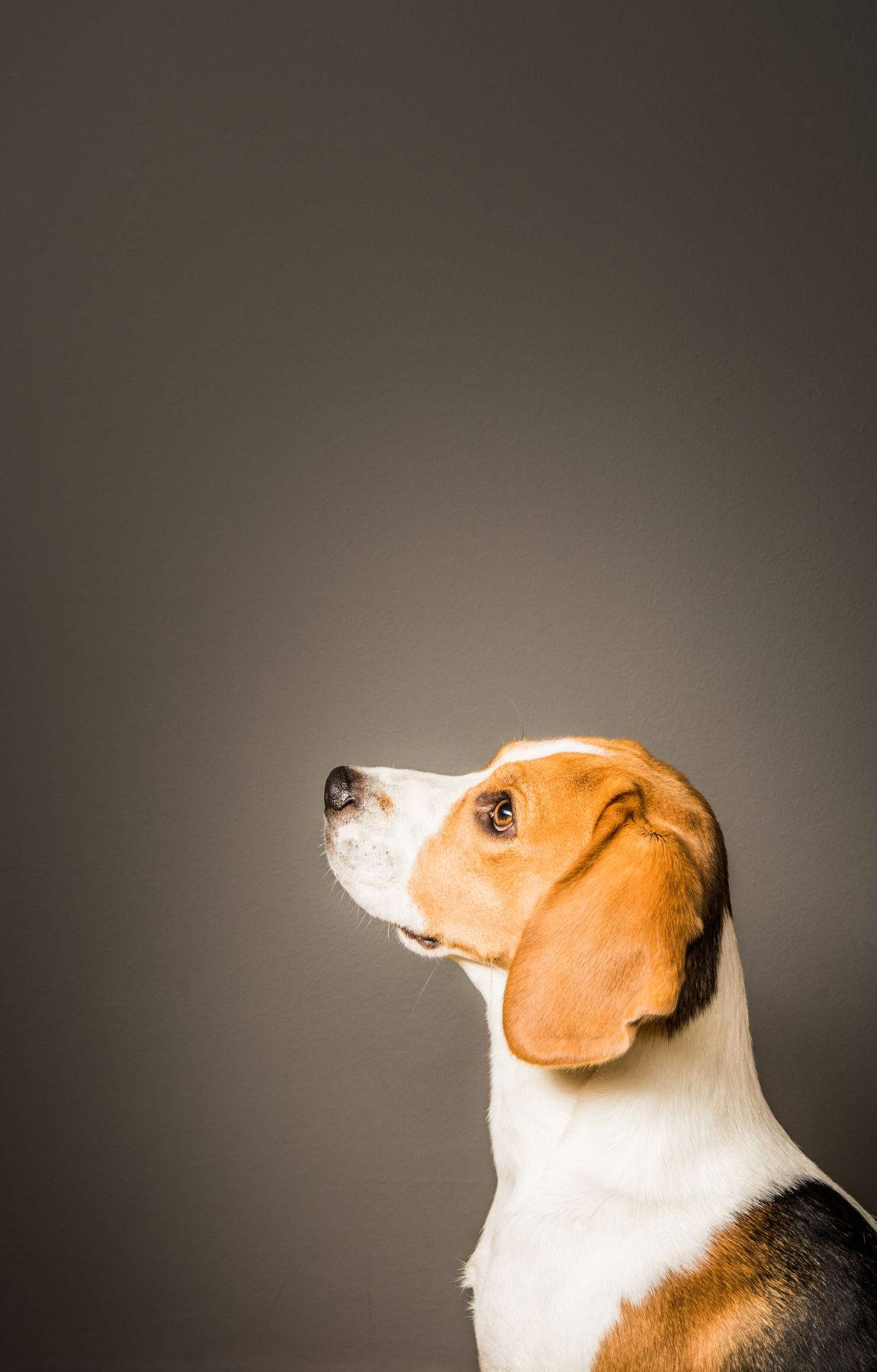 Beagle Dog sa Gilid na Tanaw Wallpaper