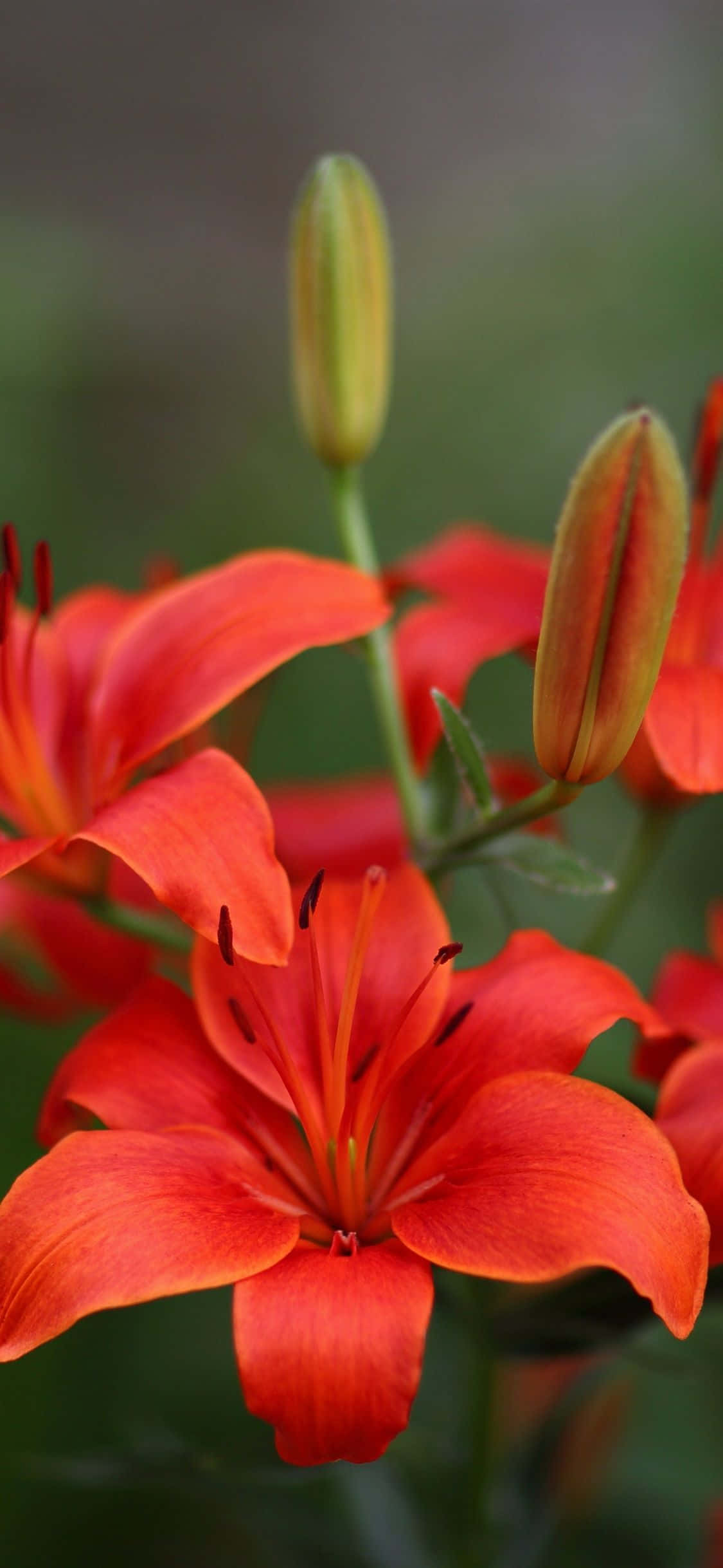 Magandang pink lily na bulaklak na punong pamumulaklak. Wallpaper