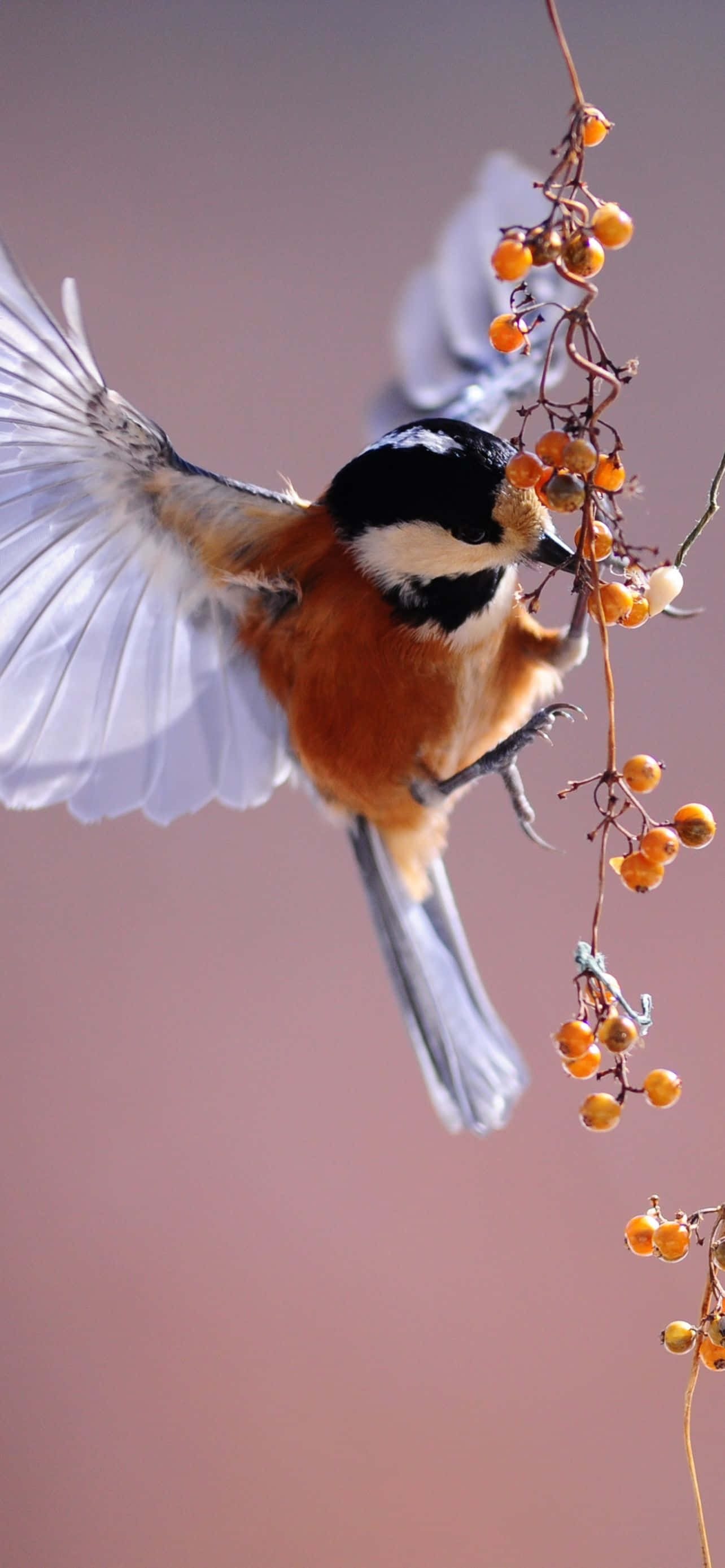 Beauty of Nature Wallpaper