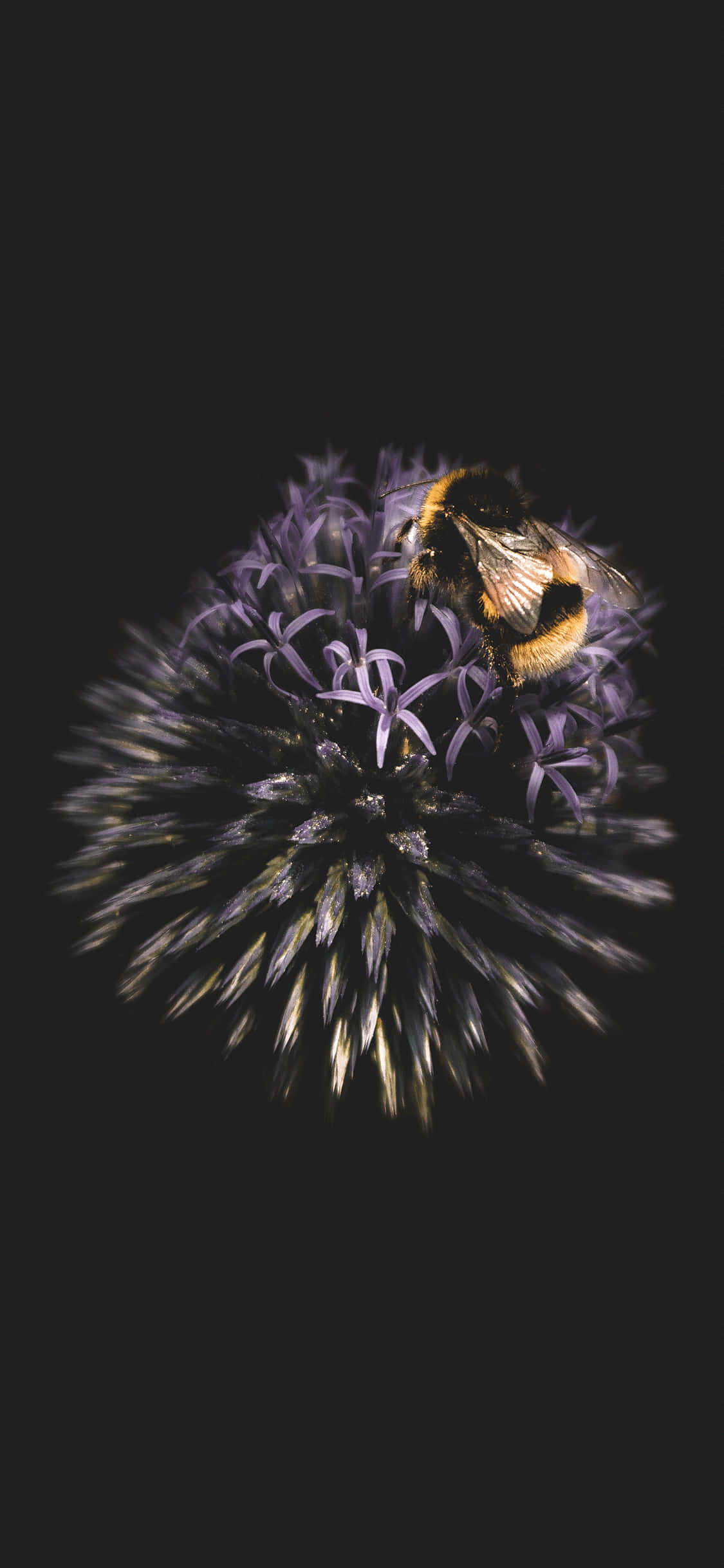 Bee Aesthetic Circular Effect iPhone Wallpaper