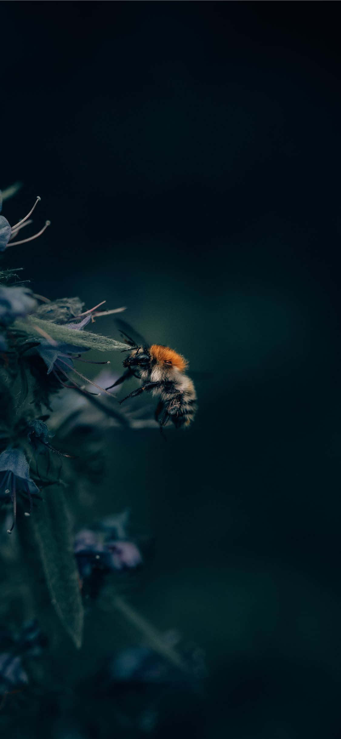 Bee Aesthetic Photo iPhone Wallpaper