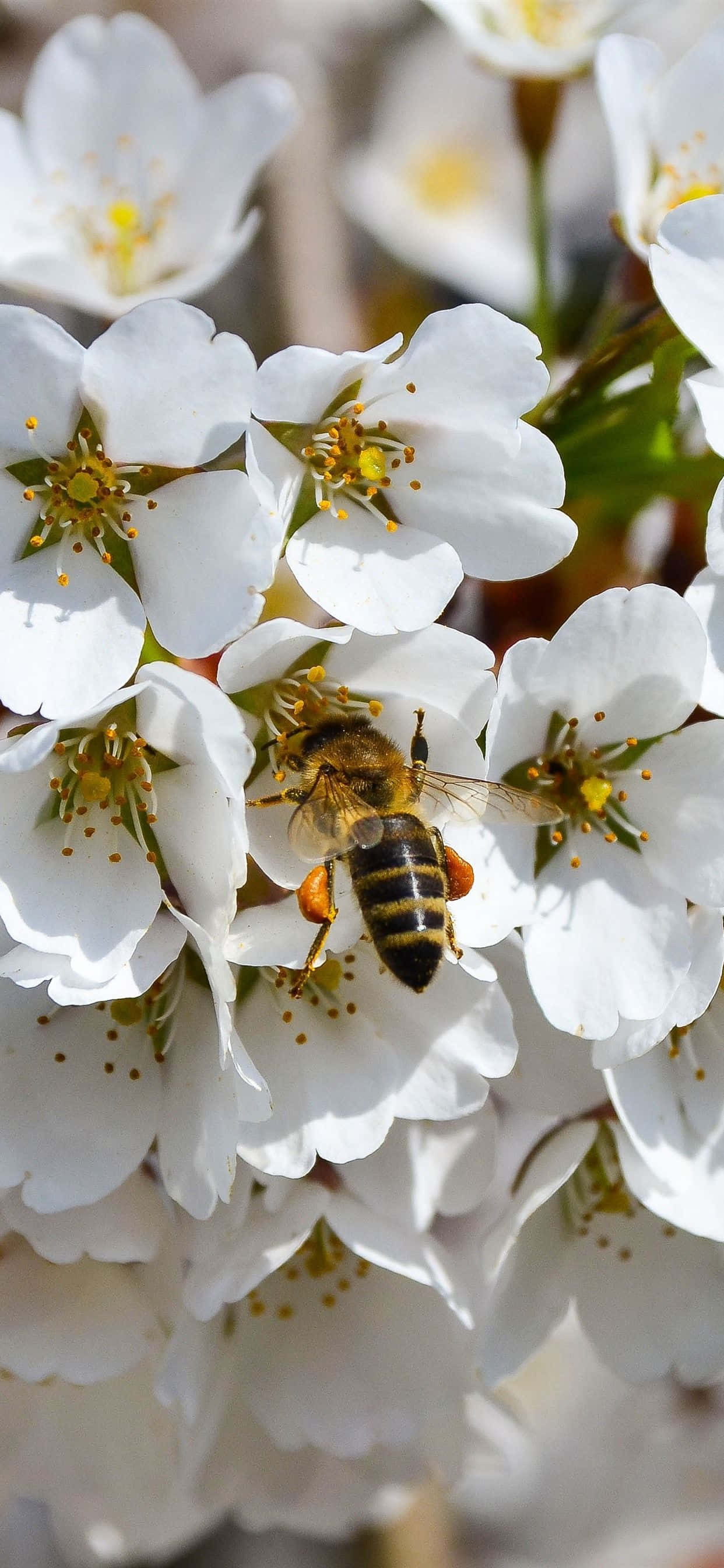 Bee Gathering Mula sa White Flowers iPhone Wallpaper