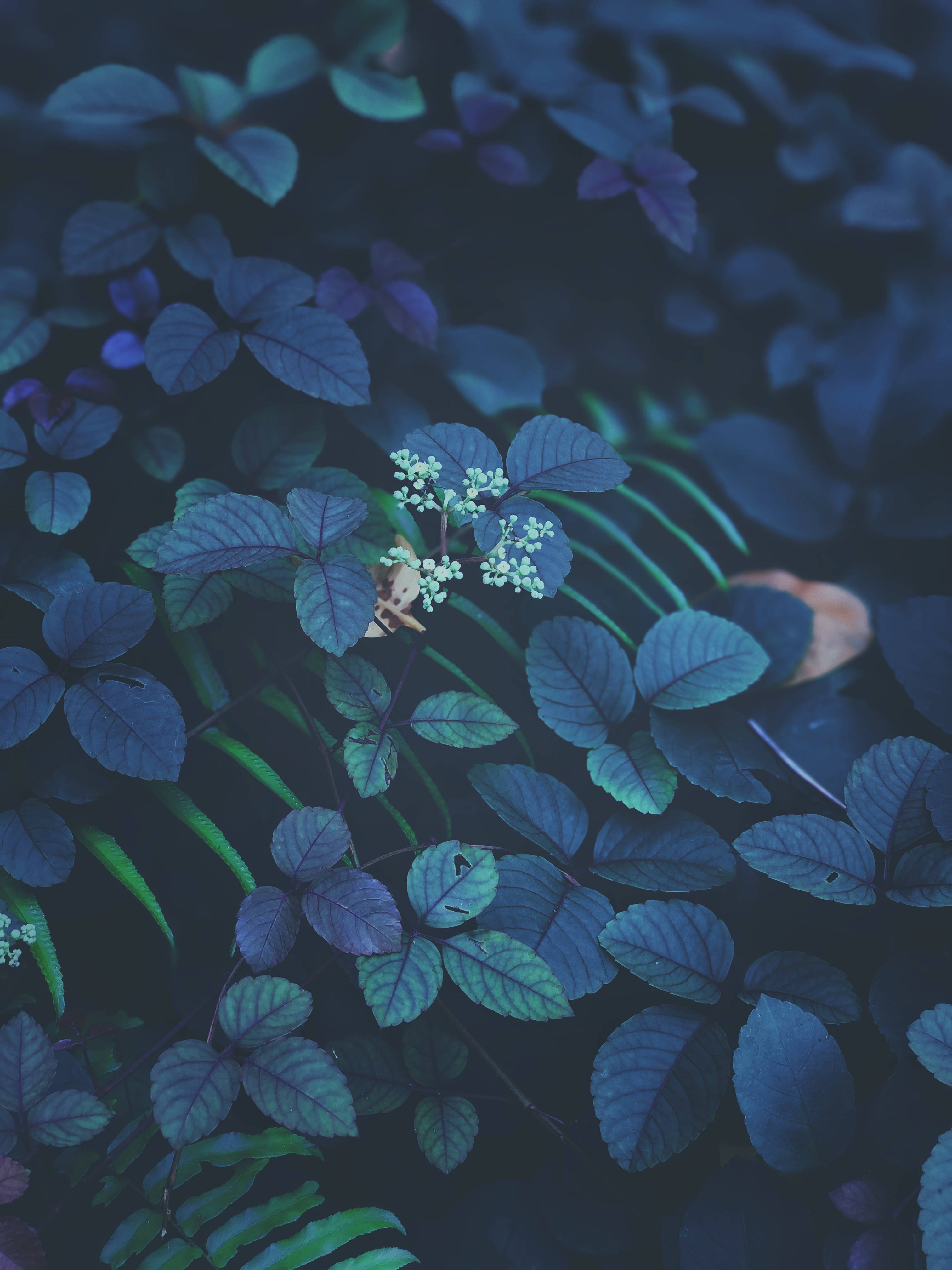 Berde at Lila na Dahon iOS 13 Wallpaper