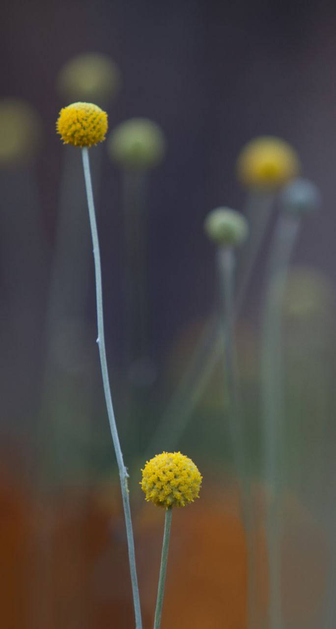 Billy Buttons Orihinal na iPhone 7 Wallpaper