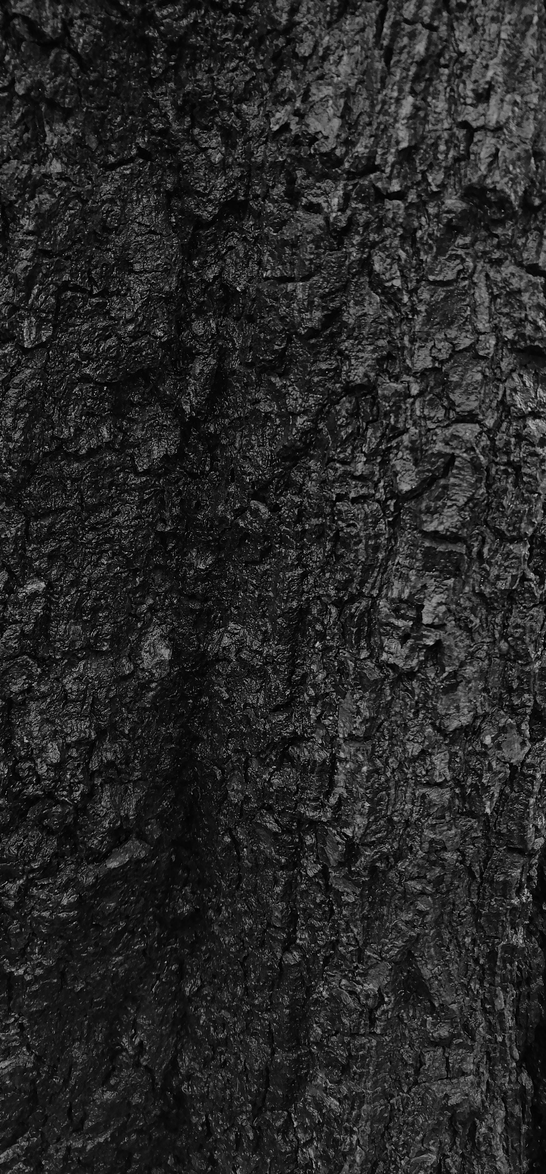 Black-Textured Tree Bark Wallpaper