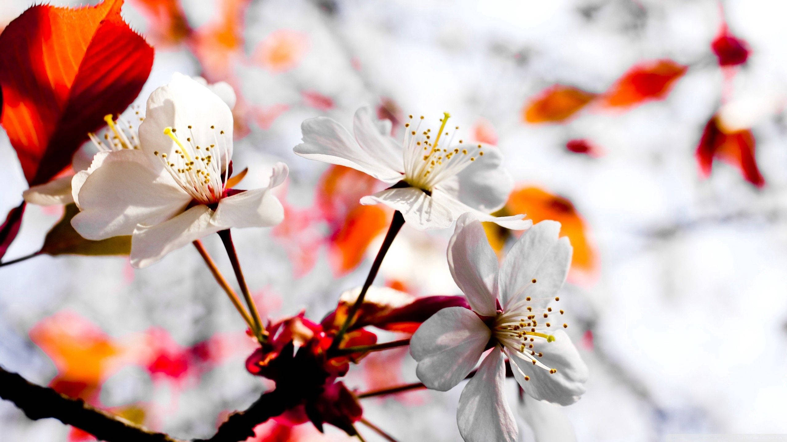 Bloom White Spring Flowers Wallpaper