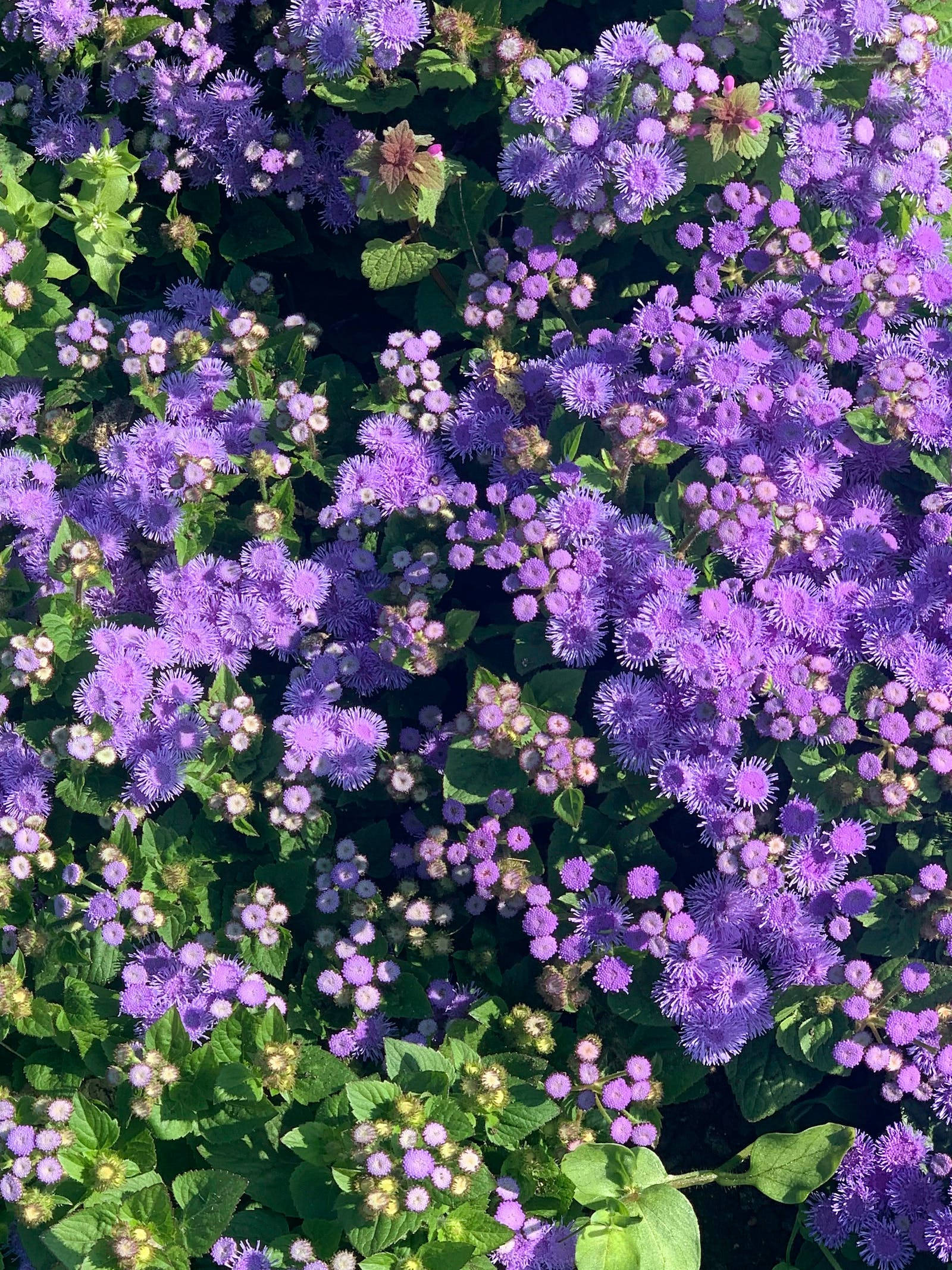 Bluemink Bulaklak Floral iPhone Wallpaper