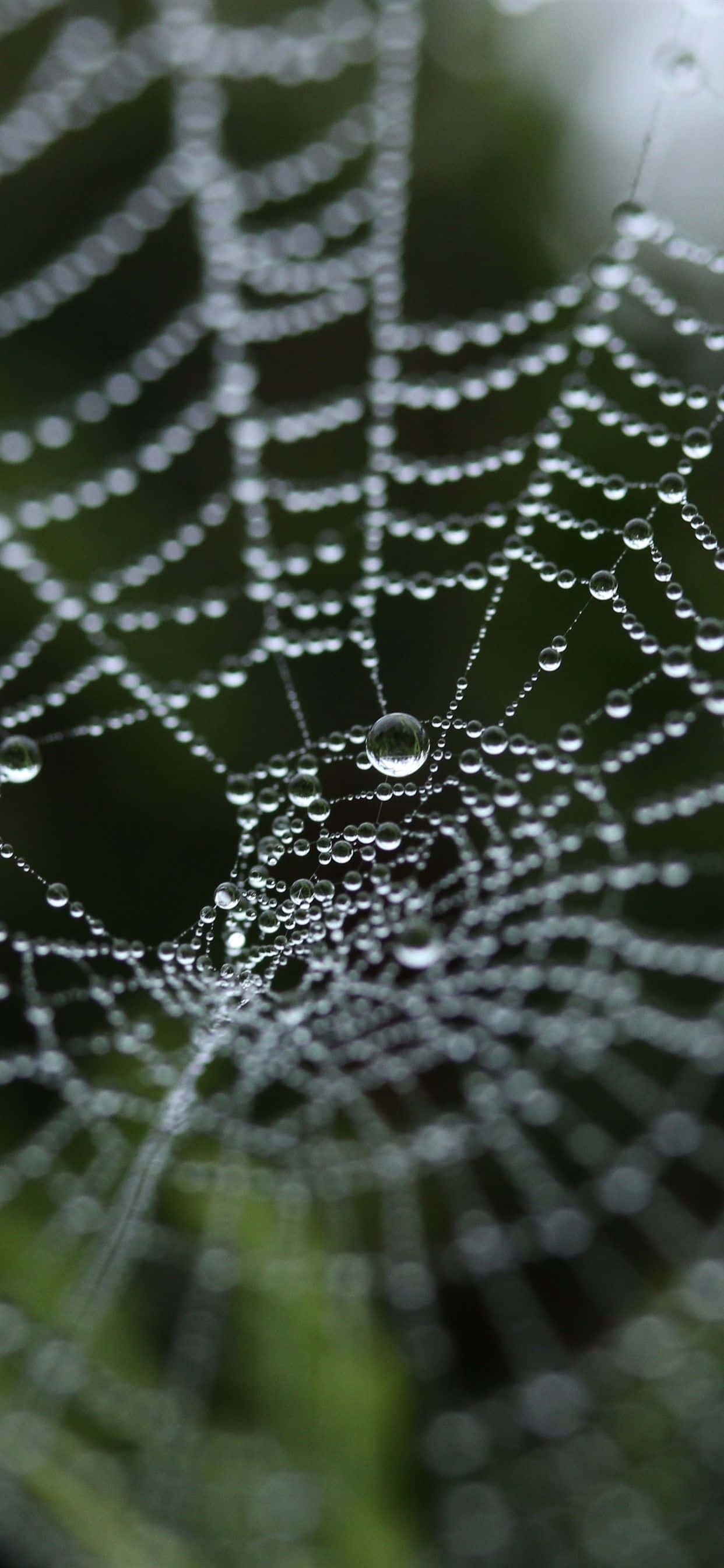 Blur Nature Spider Web Background Wallpaper