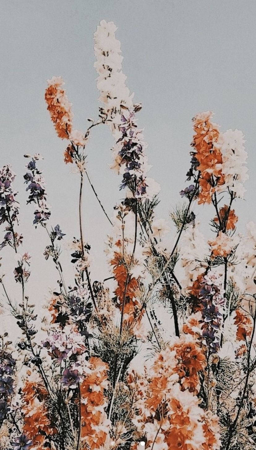 Boho Aesthetic na Hardin ng Bulaklak Wallpaper
