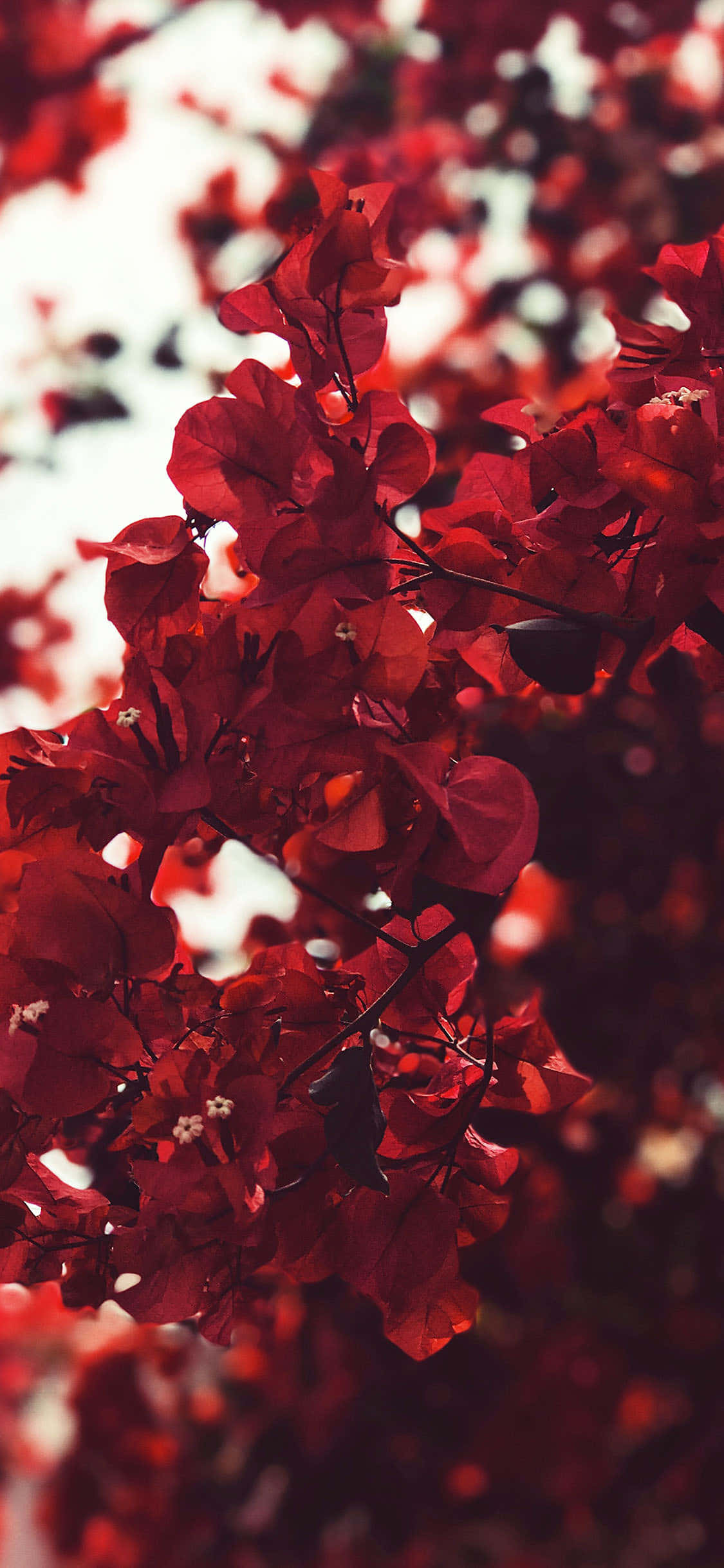 Bougainvillea Bush Aesthetic Red Background Wallpaper
