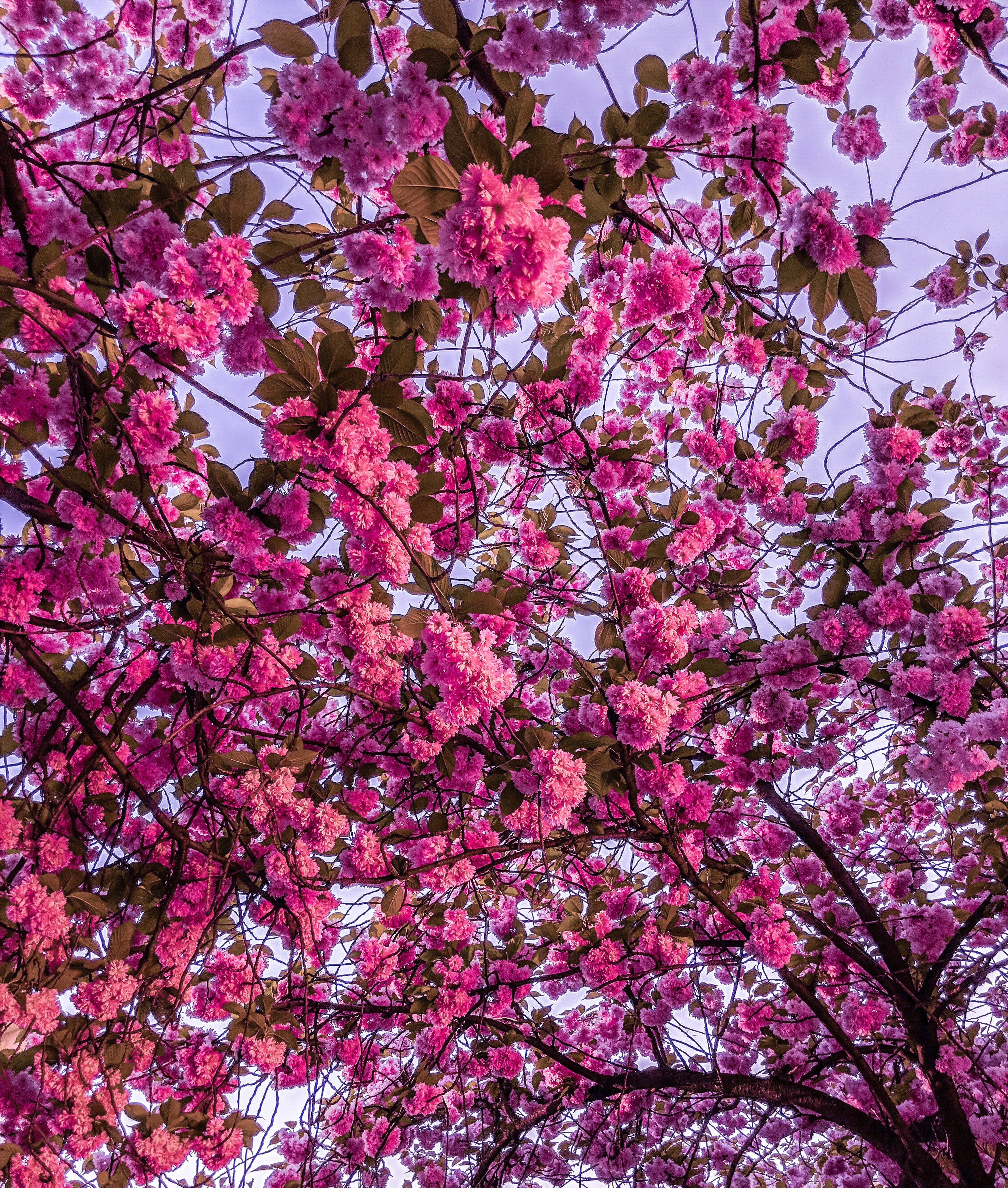 Matingkad na Rosas na mga Bulaklak ng Cherry Blossom Wallpaper