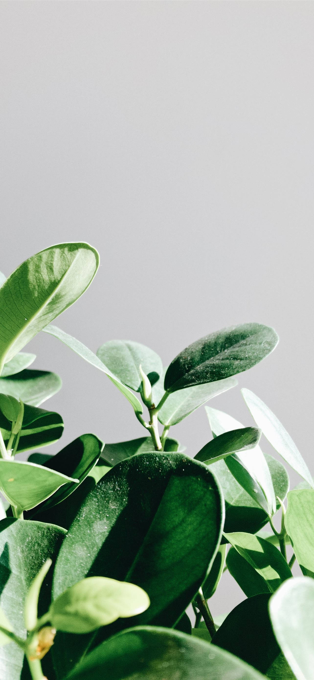 "Dalhin ang Kalikasan sa Loob ng Bahay gamit ang Espesyal na Plant-iPhone!" Wallpaper